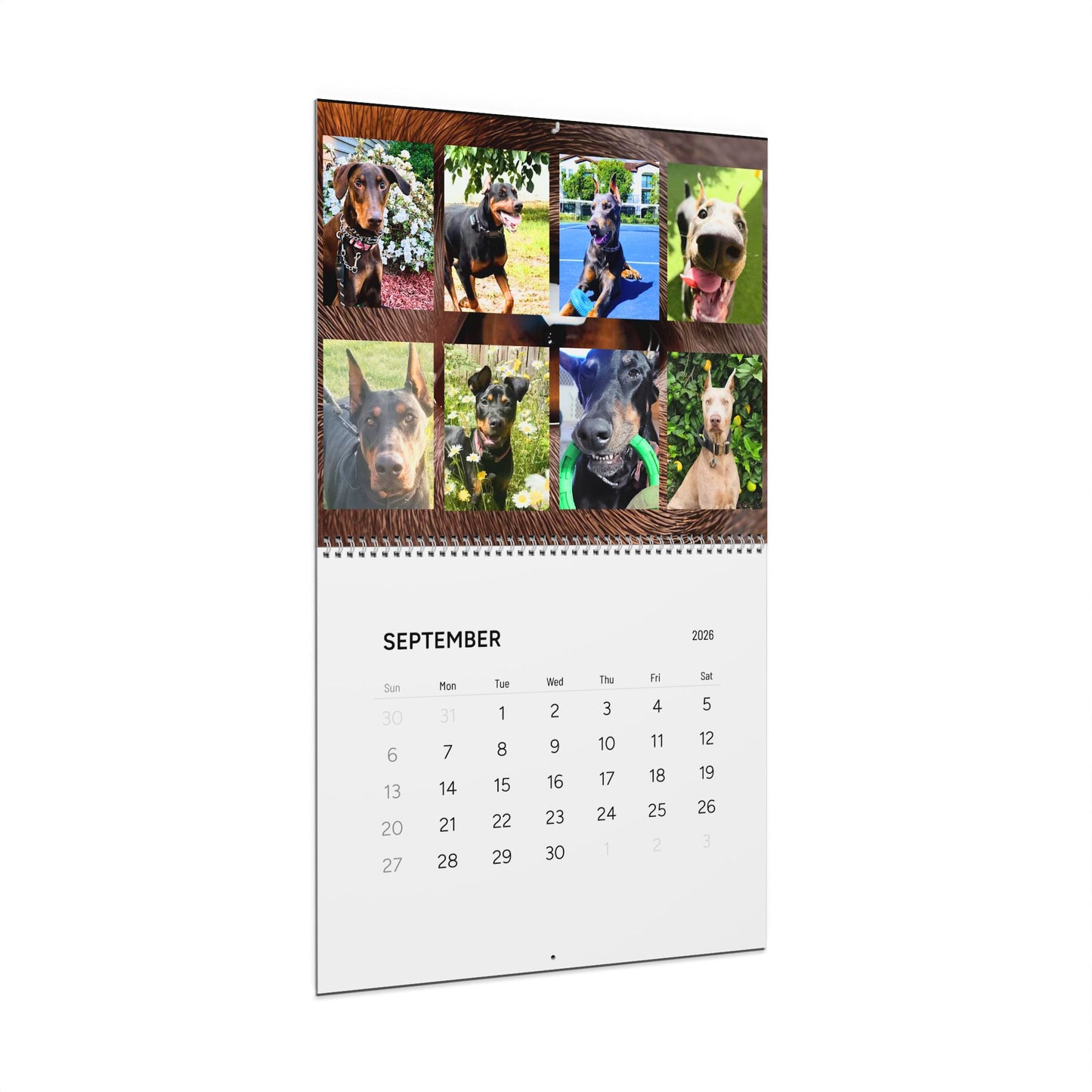 Doberman Edition 7  Wall Calendar 2026