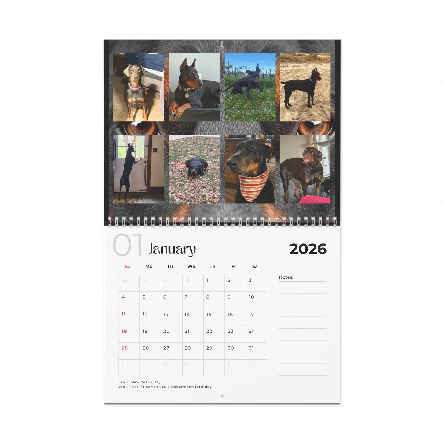 Edition 30 2026 Doberman Calendars