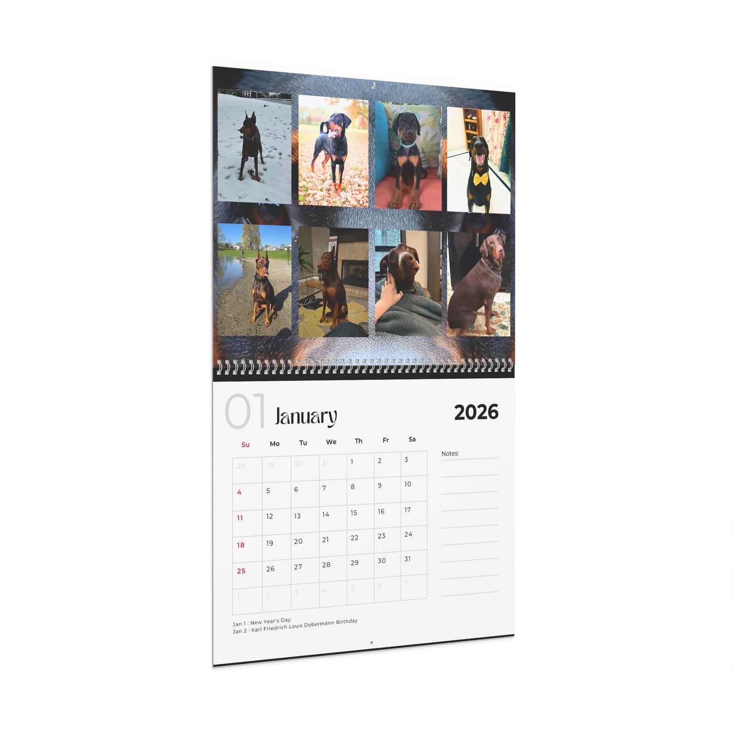 Edition 22 2026 Doberman Calendars