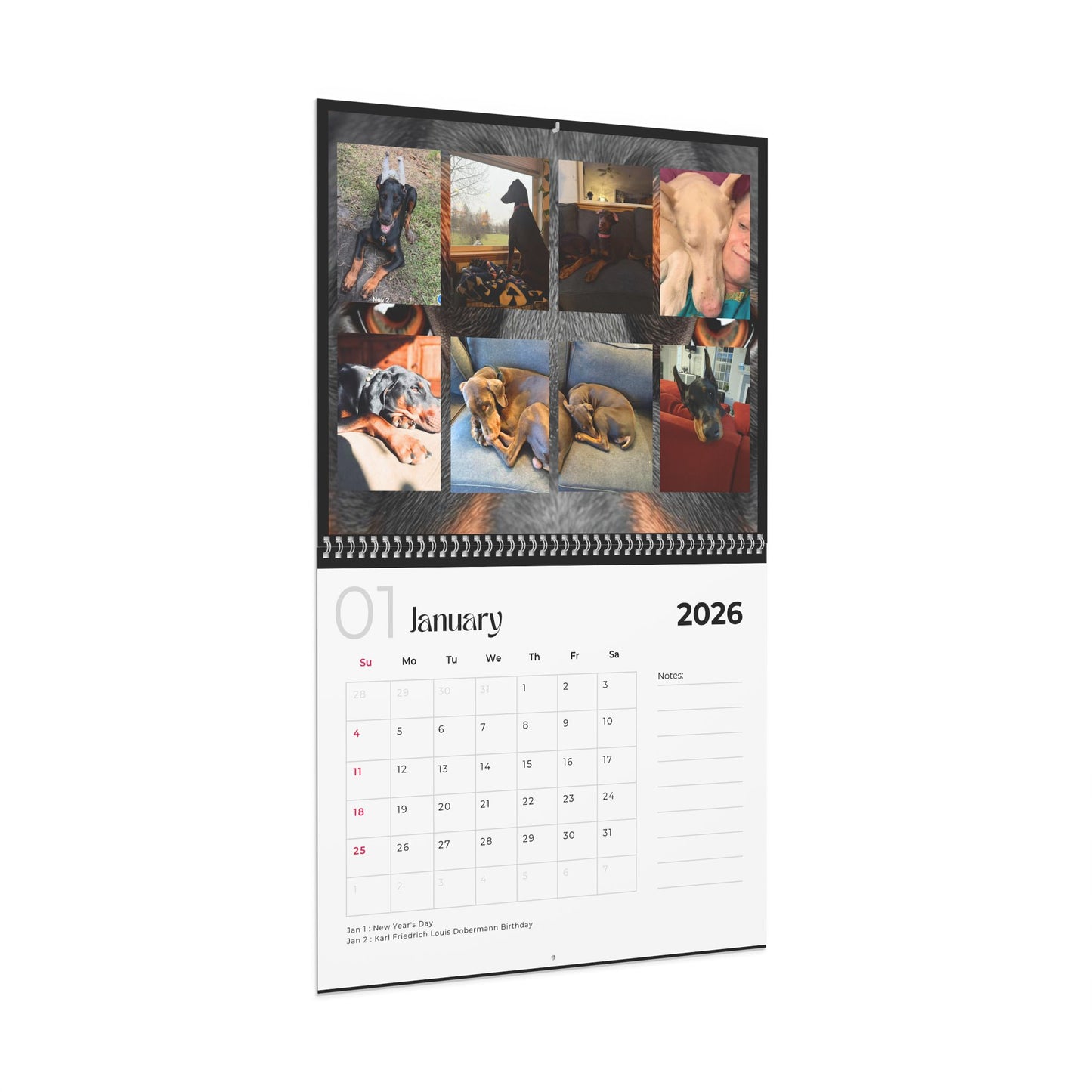 Edition 31 2026 Doberman Calendars