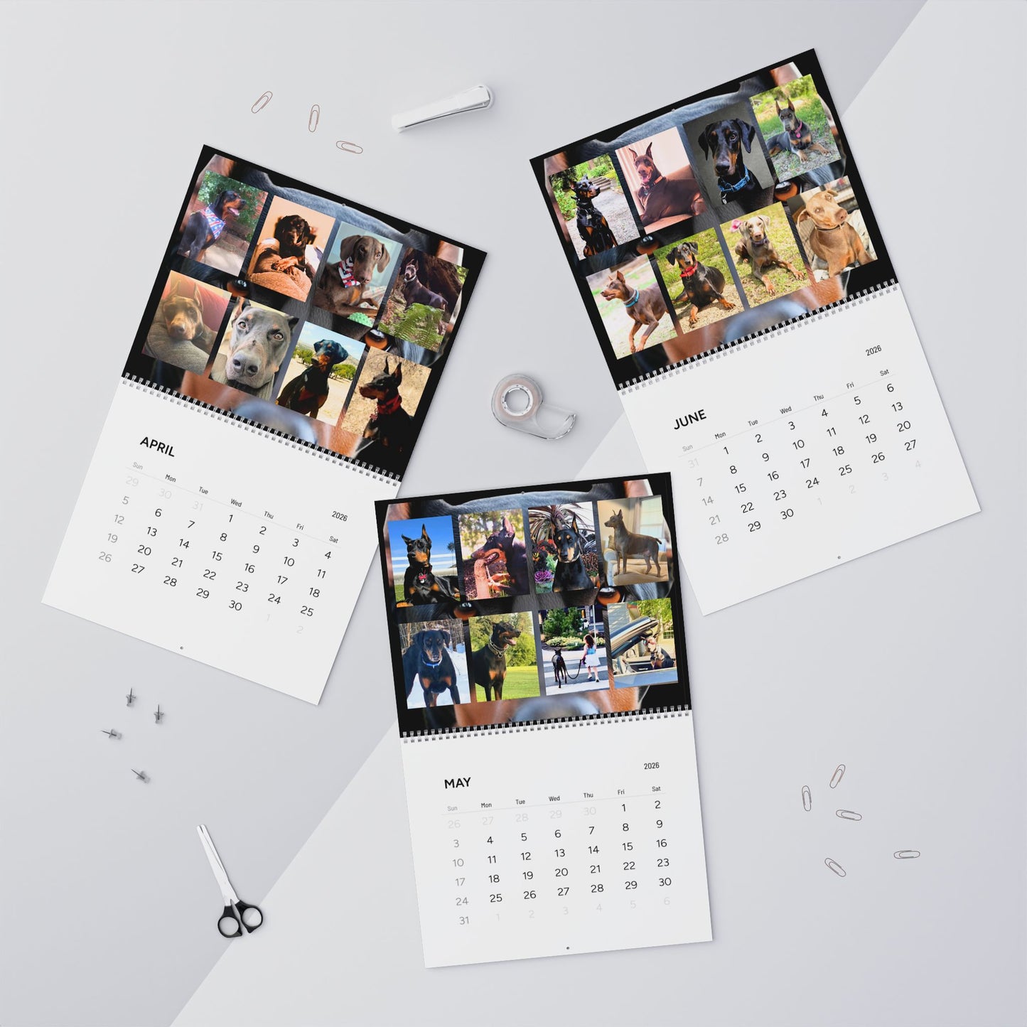 Doberman Edition 1 (International Shipping)Wall Calendar 2026