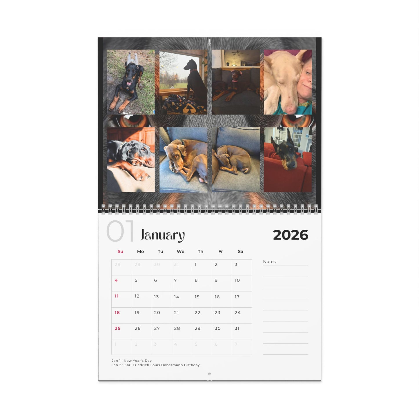 Edition 31 2026 Doberman Calendars