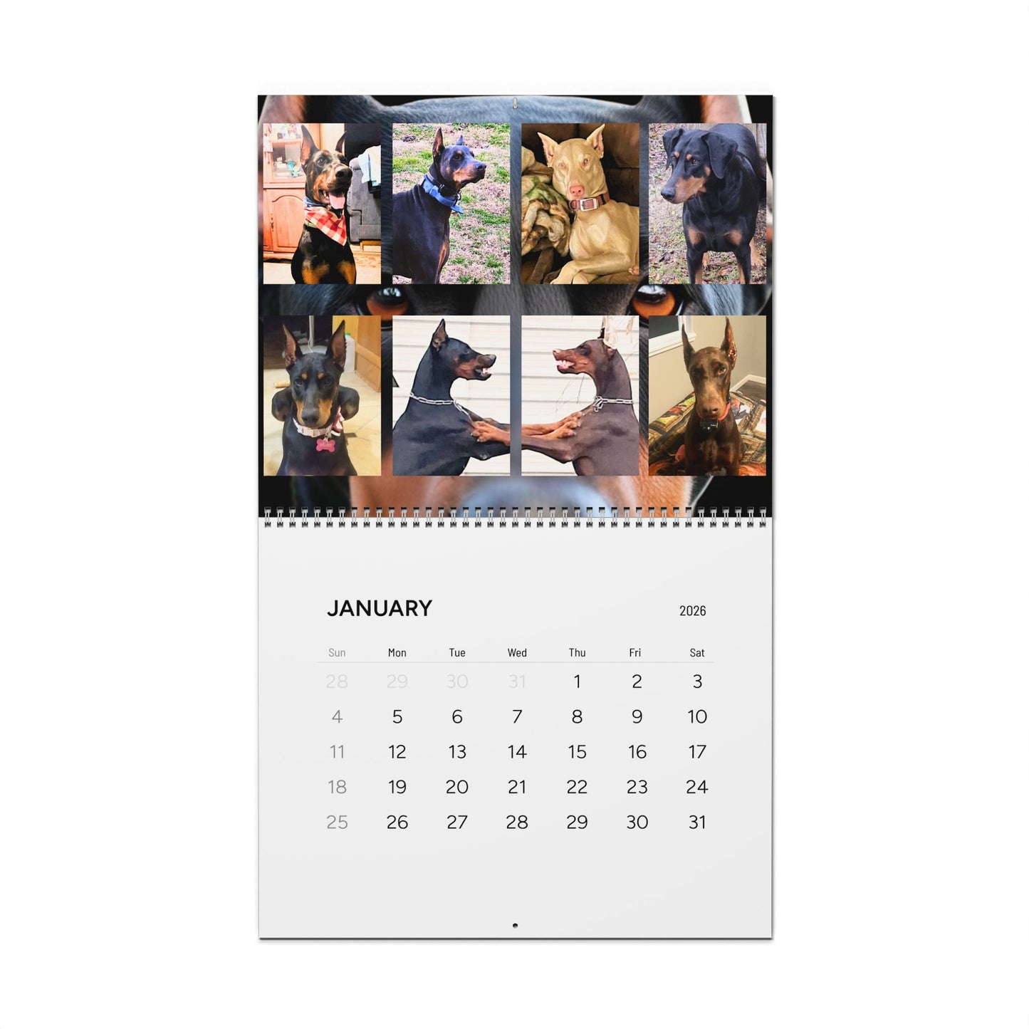 Doberman Edition 1 (International Shipping)Wall Calendar 2026