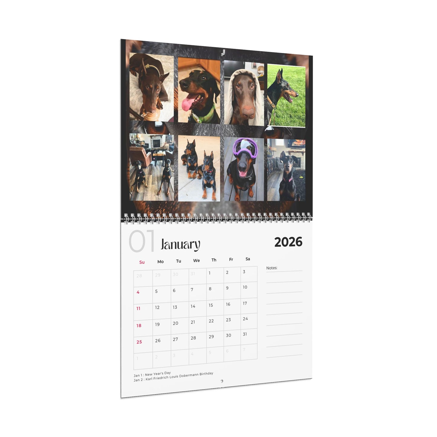 Edition 13 2026 Doberman Calendars
