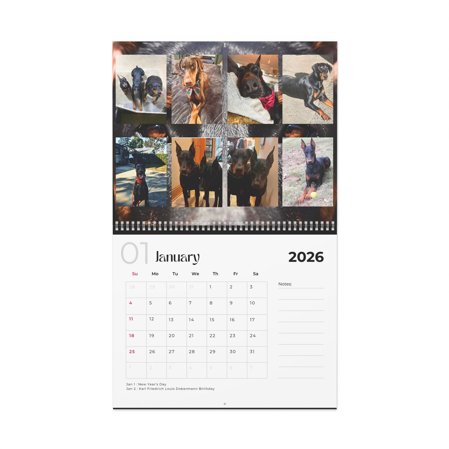 Edition 16 2026 Doberman Calendars