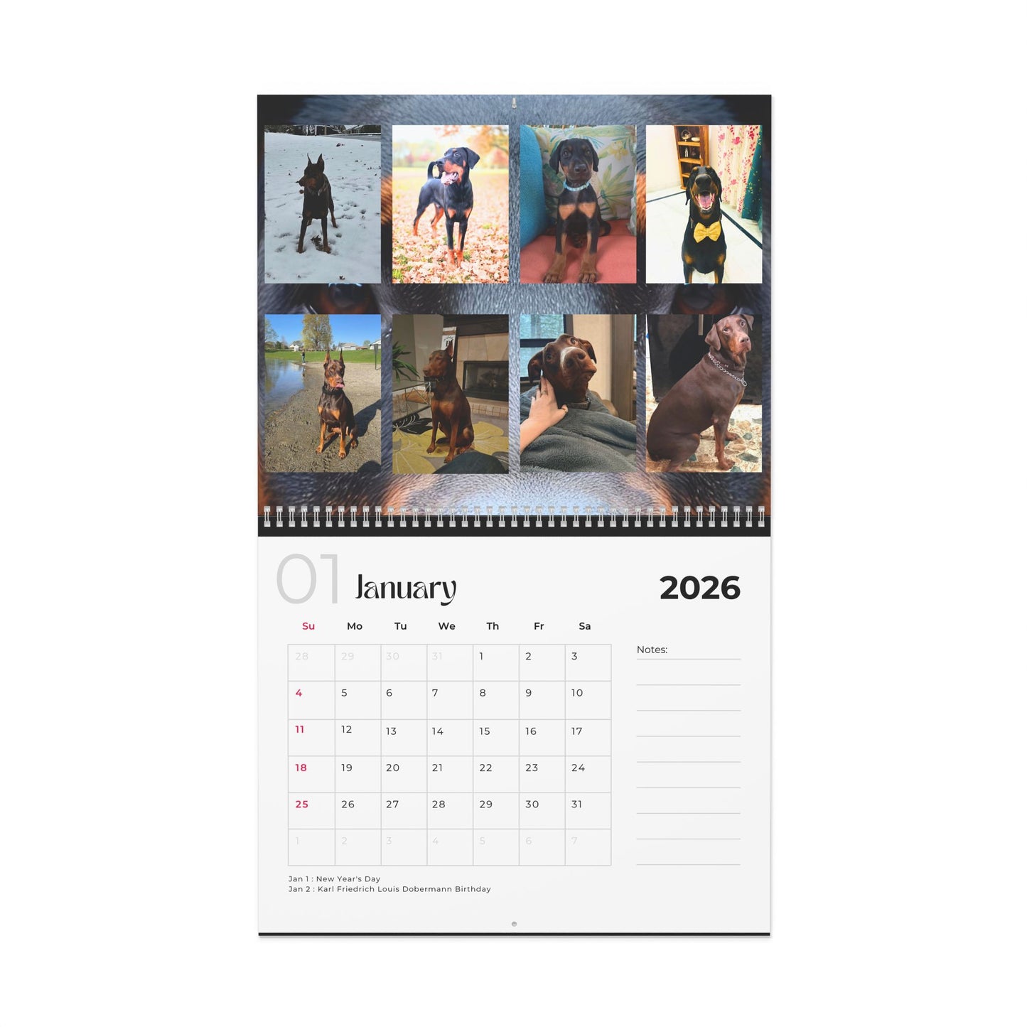 Edition 22 2026 Doberman Calendars