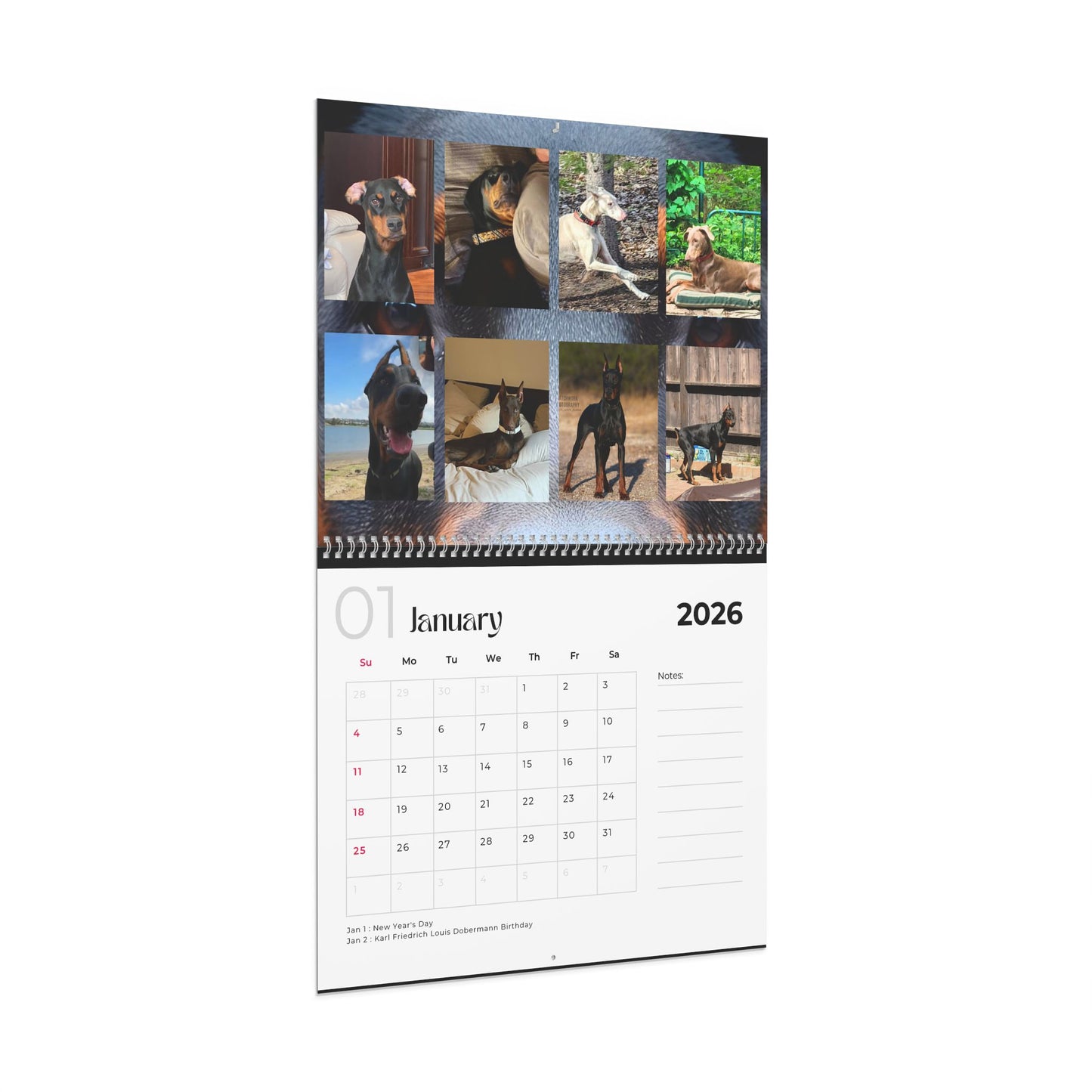 Edition 23 2026 Doberman Calendars