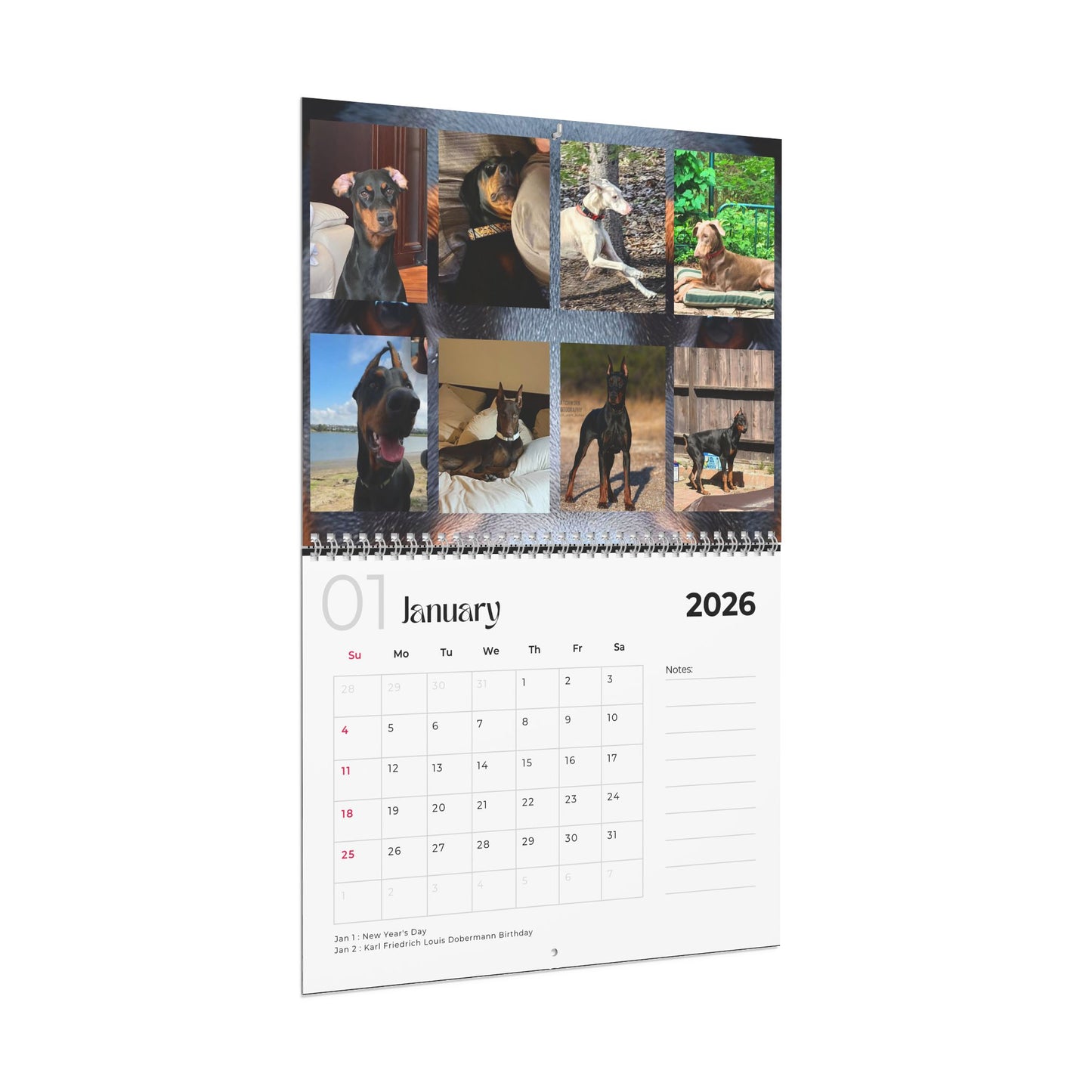 Edition 23 2026 Doberman Calendars