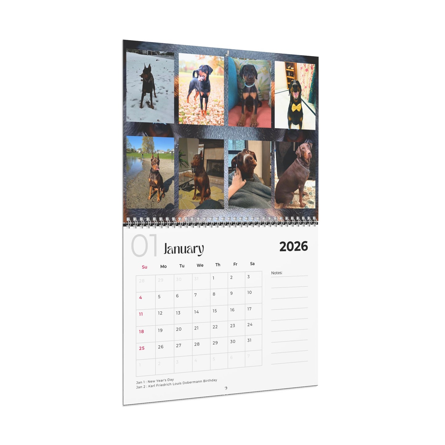 Edition 22 2026 Doberman Calendars