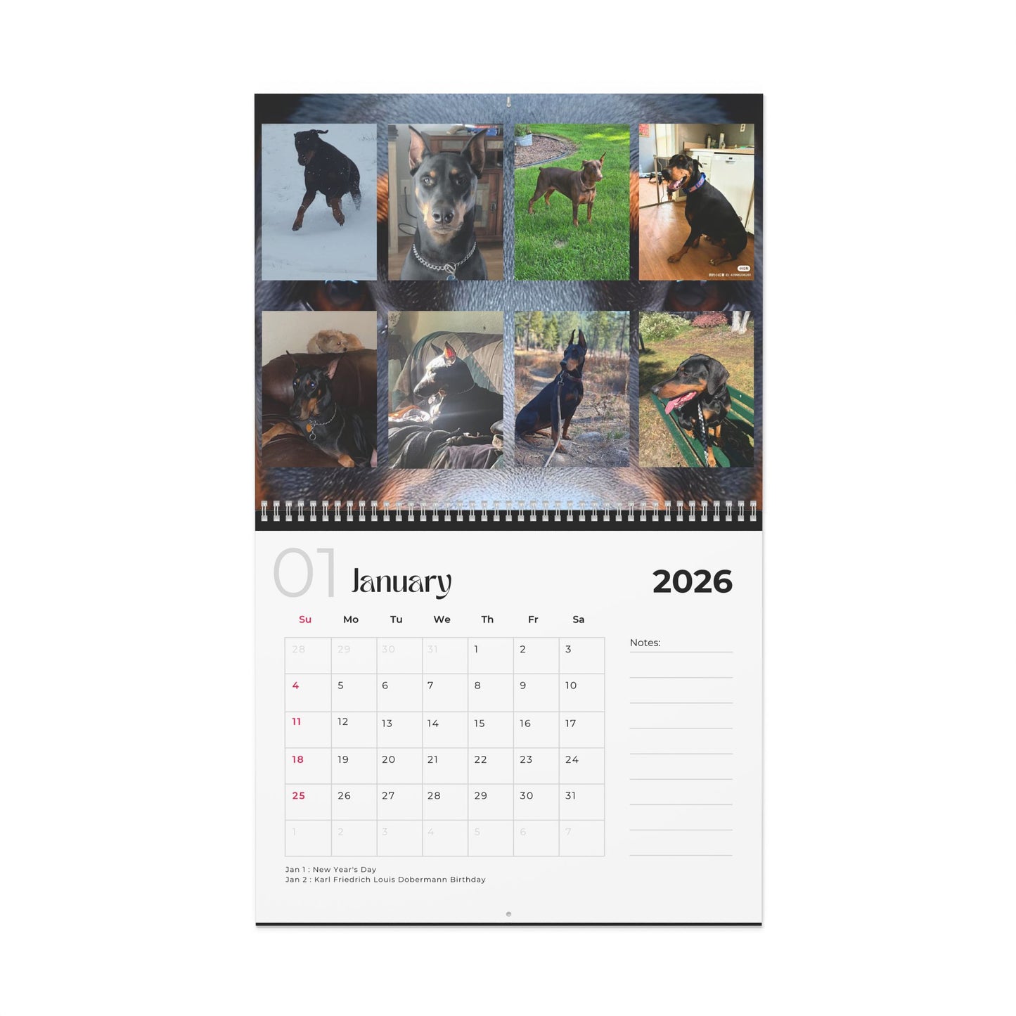 Edition 21 2026 Doberman Calendars