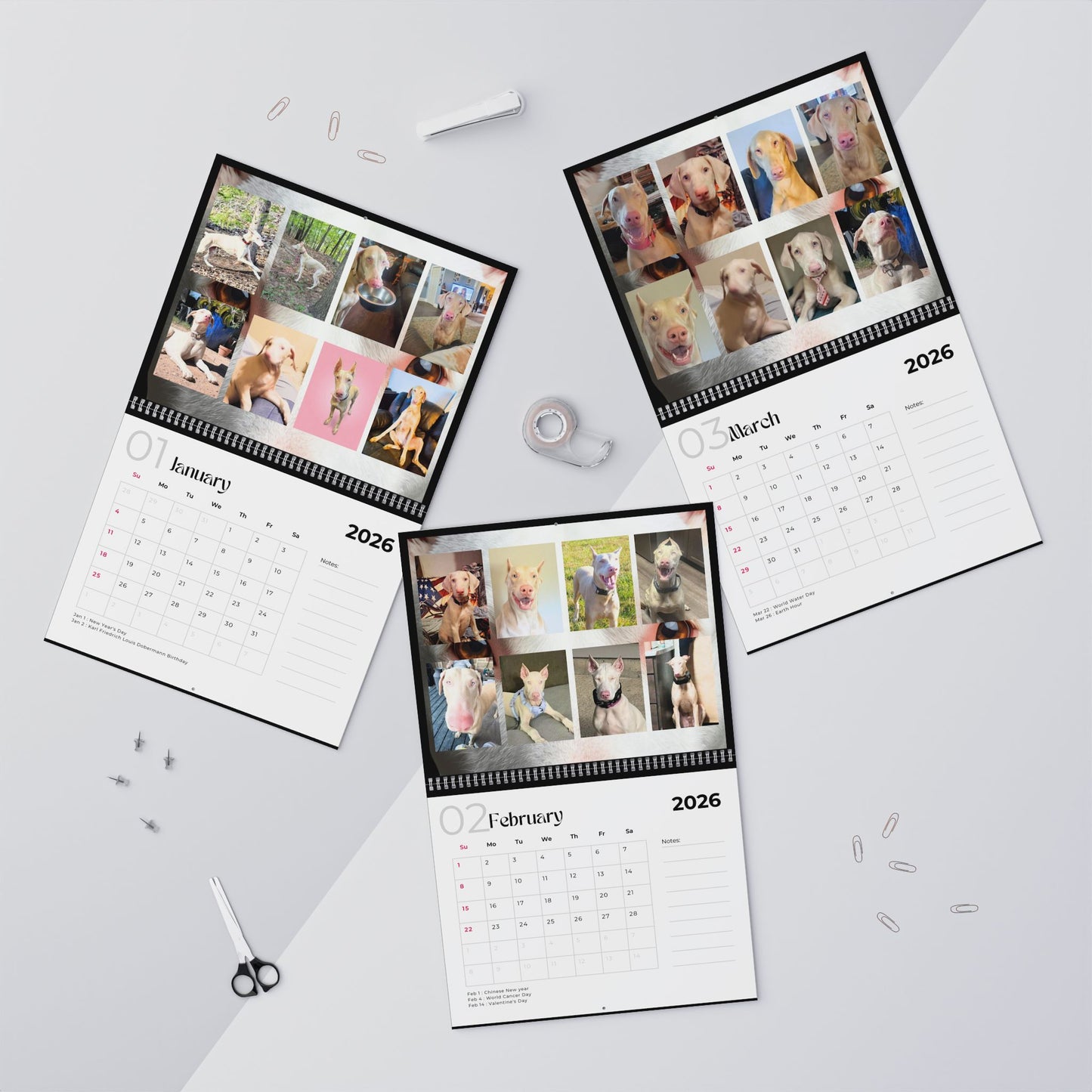 Edition 25 2026 Doberman Calendars