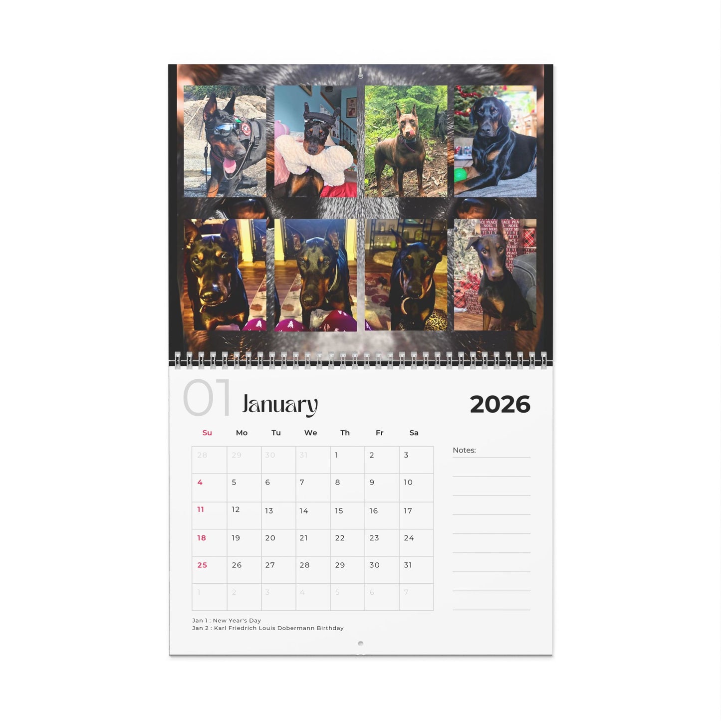 Edition 15 2026 Doberman Calendars