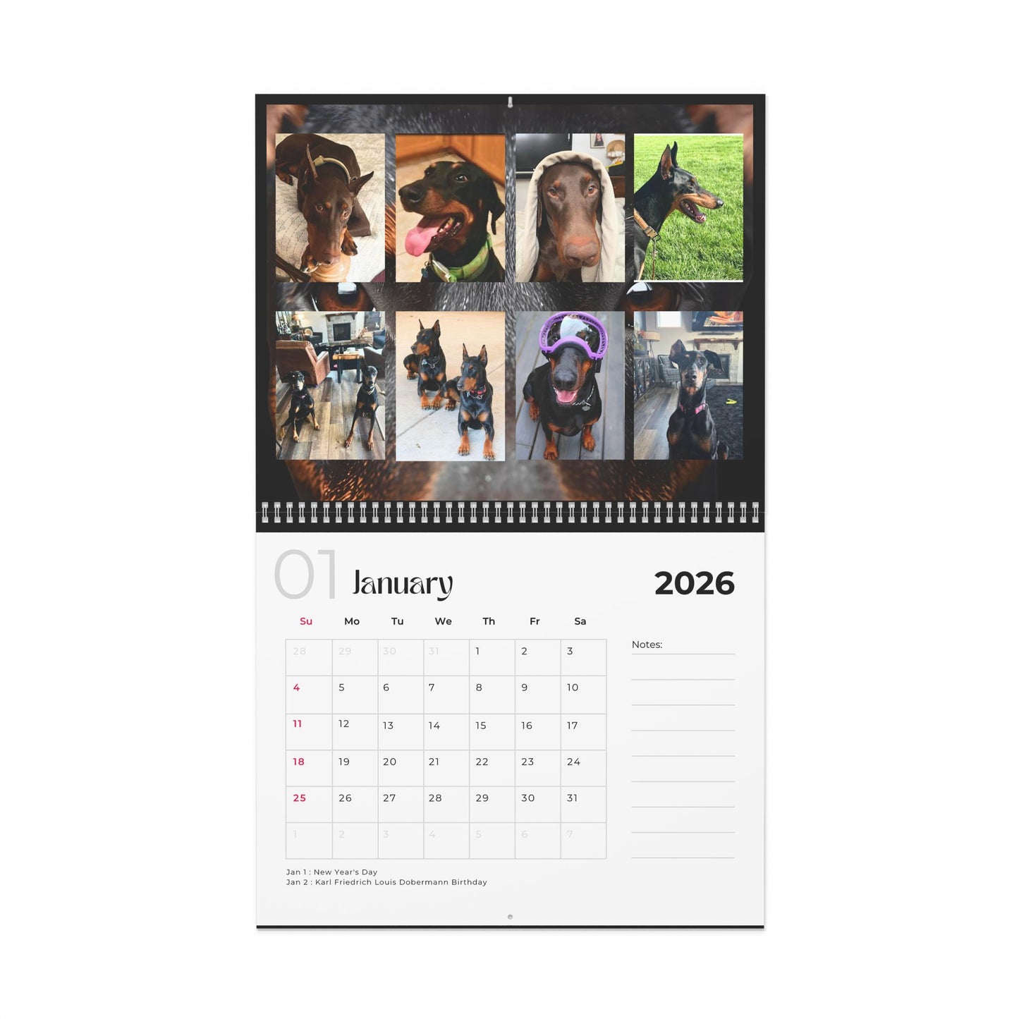 Edition 13 2026 Doberman Calendars