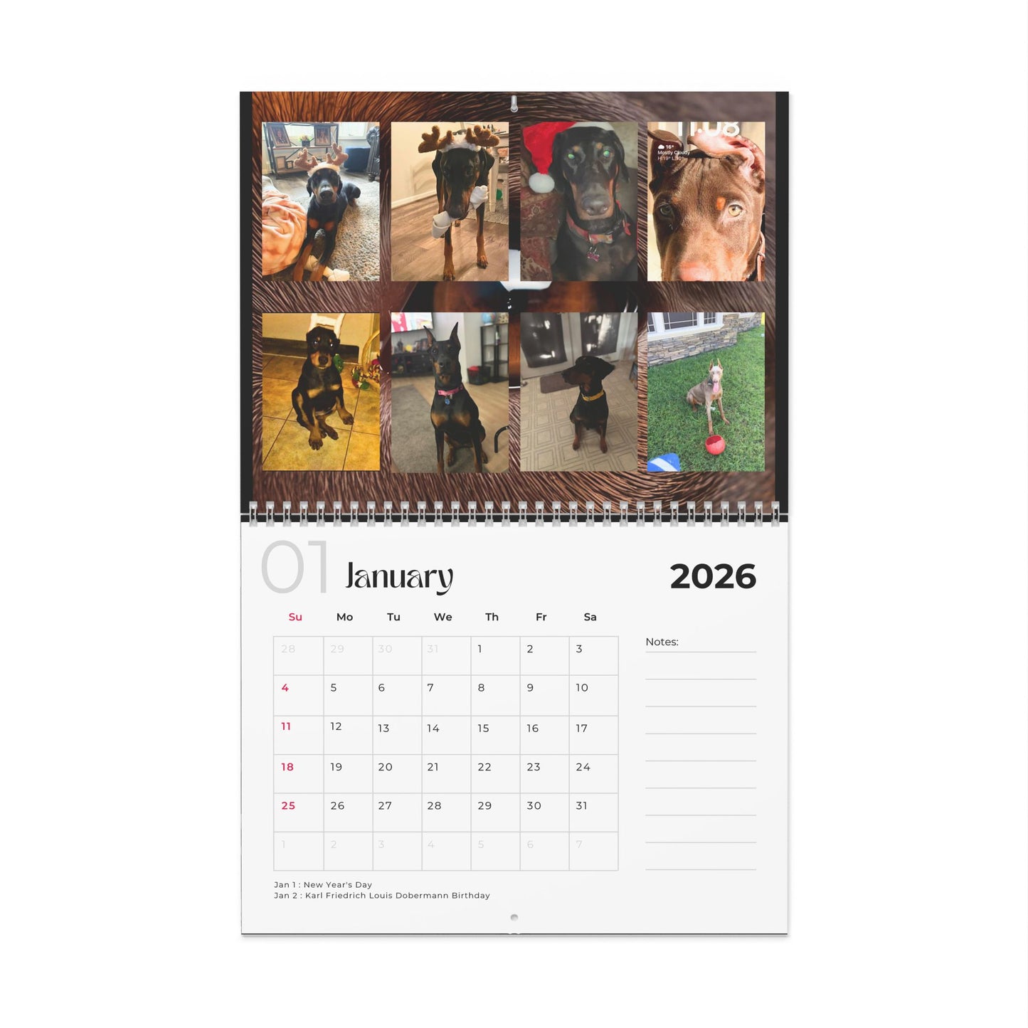 Edition 12 2026 Doberman Calendars