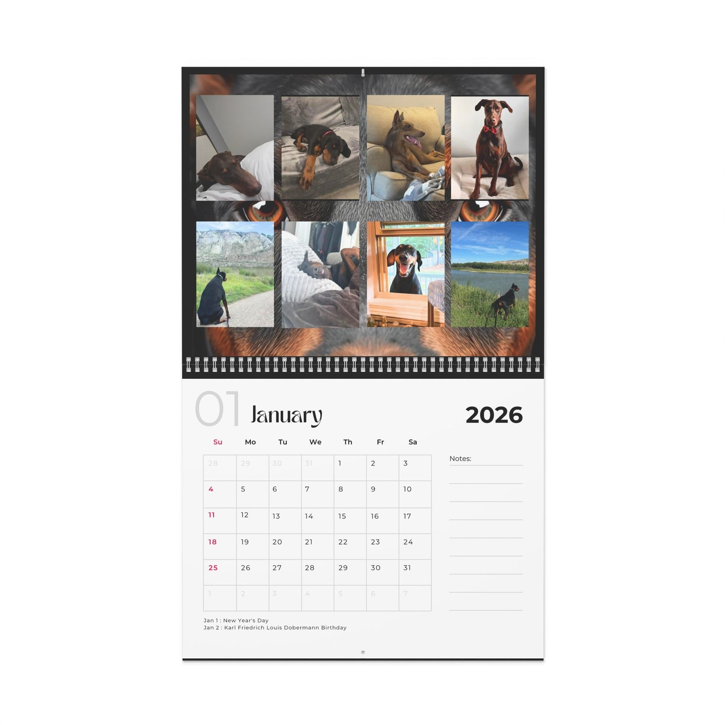 Edition 27 2026 Doberman Calendars