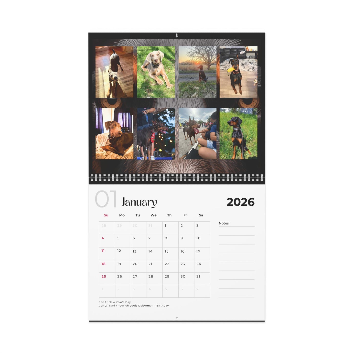 Edition 34 2026 Doberman Calendars
