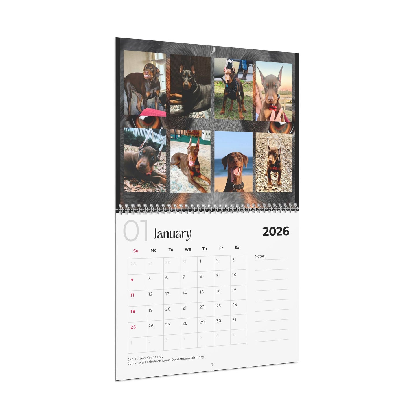 Edition 32 2026 Doberman Calendars