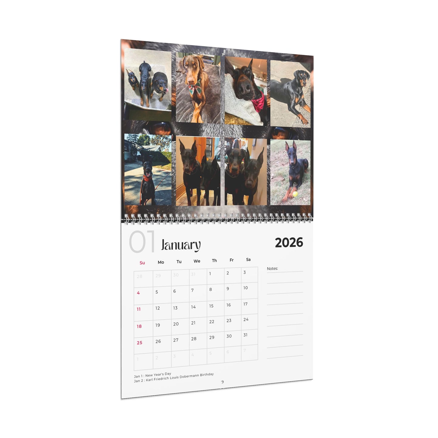 Edition 16 2026 Doberman Calendars