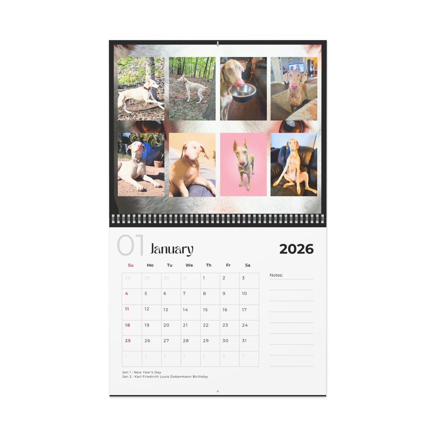 Edition 25 2026 Doberman Calendars