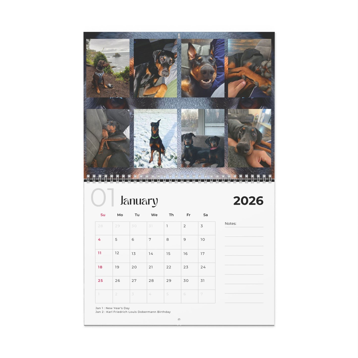 Edition 24 2026 Doberman Calendars