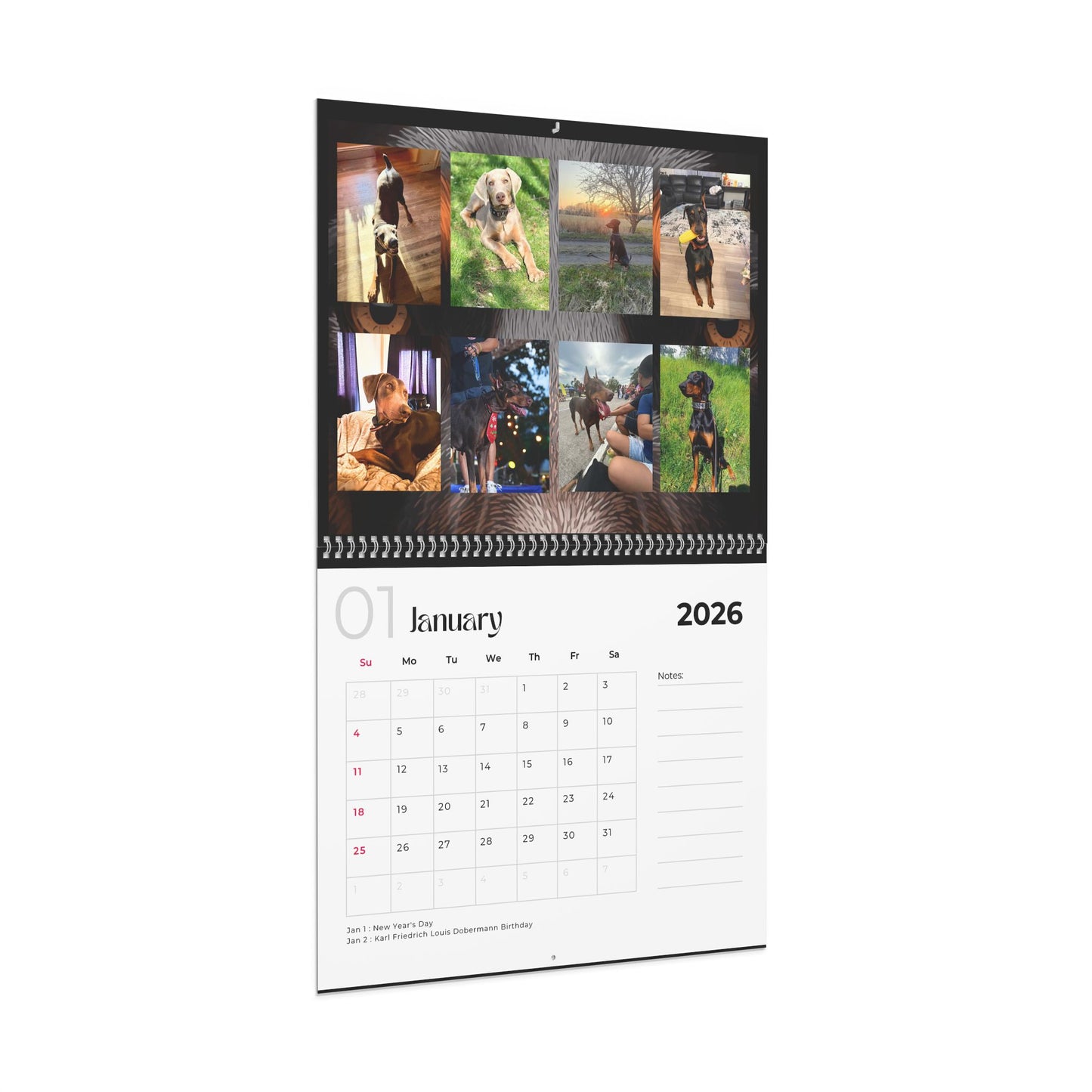 Edition 34 2026 Doberman Calendars