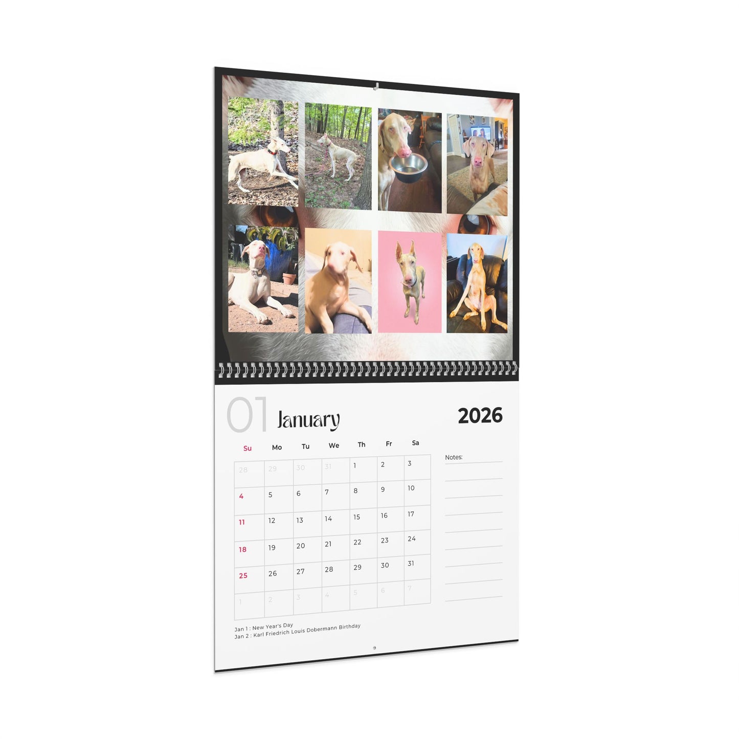 Edition 25 2026 Doberman Calendars