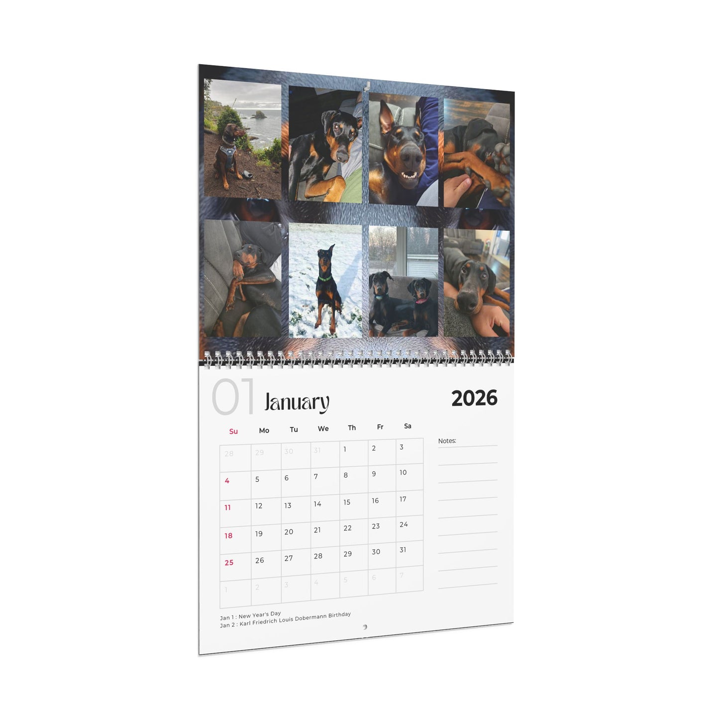 Edition 24 2026 Doberman Calendars