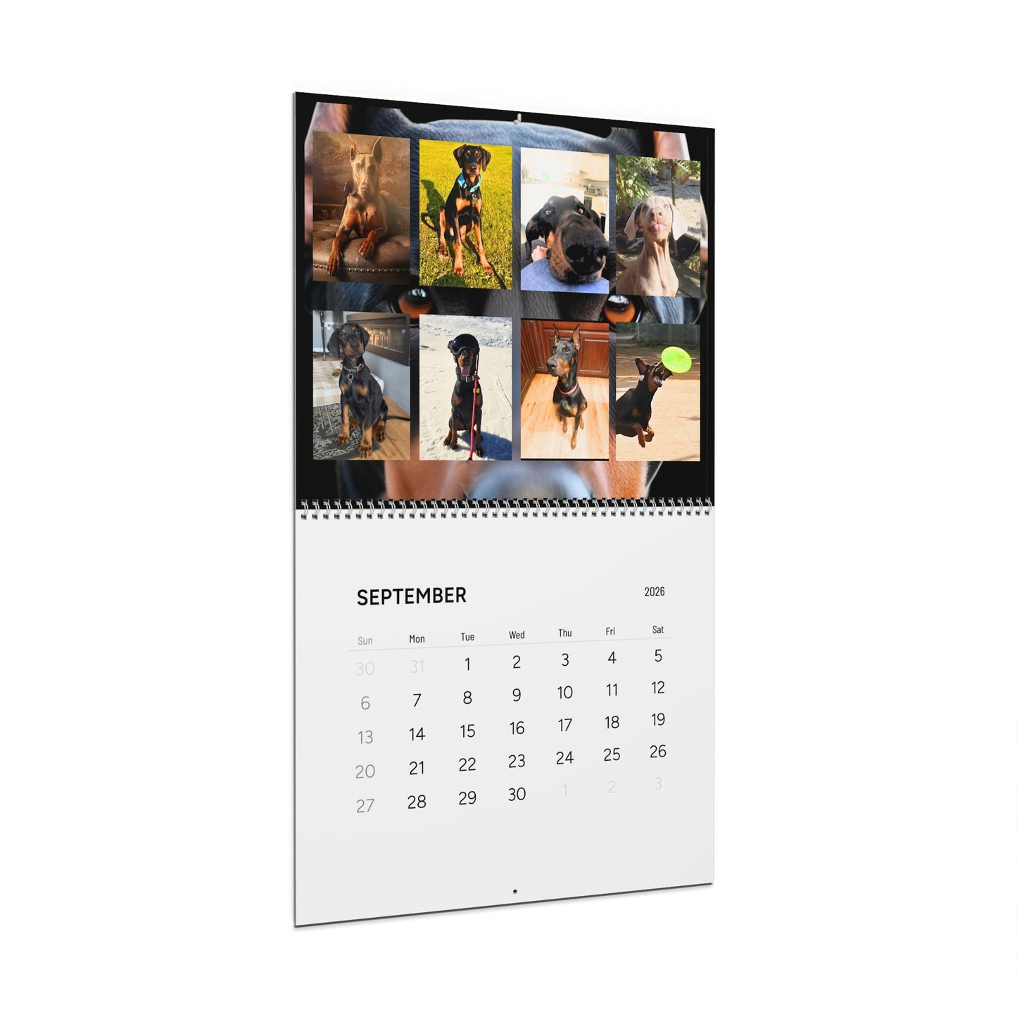 Doberman Edition 1 (International Shipping)Wall Calendar 2026