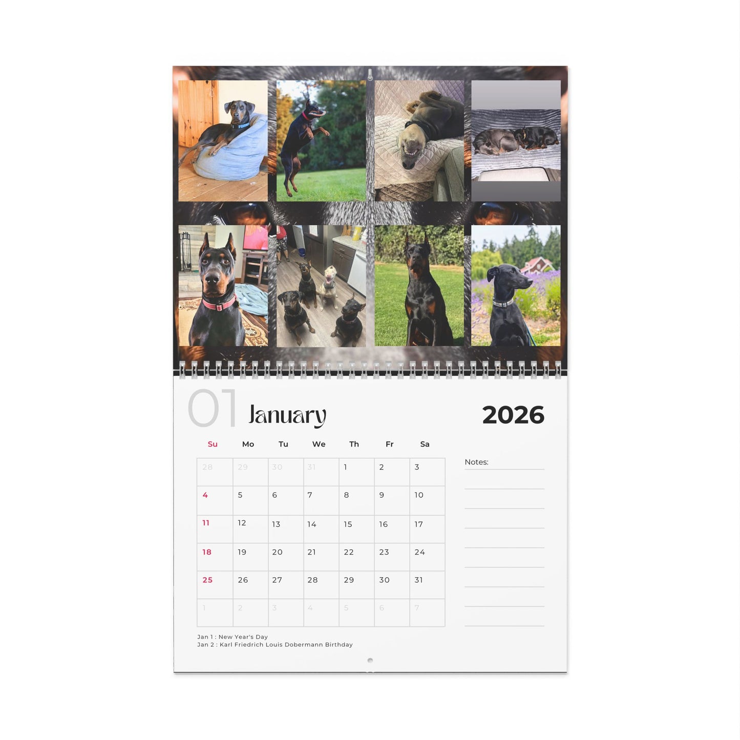 Edition 17 2026 Doberman Calendars