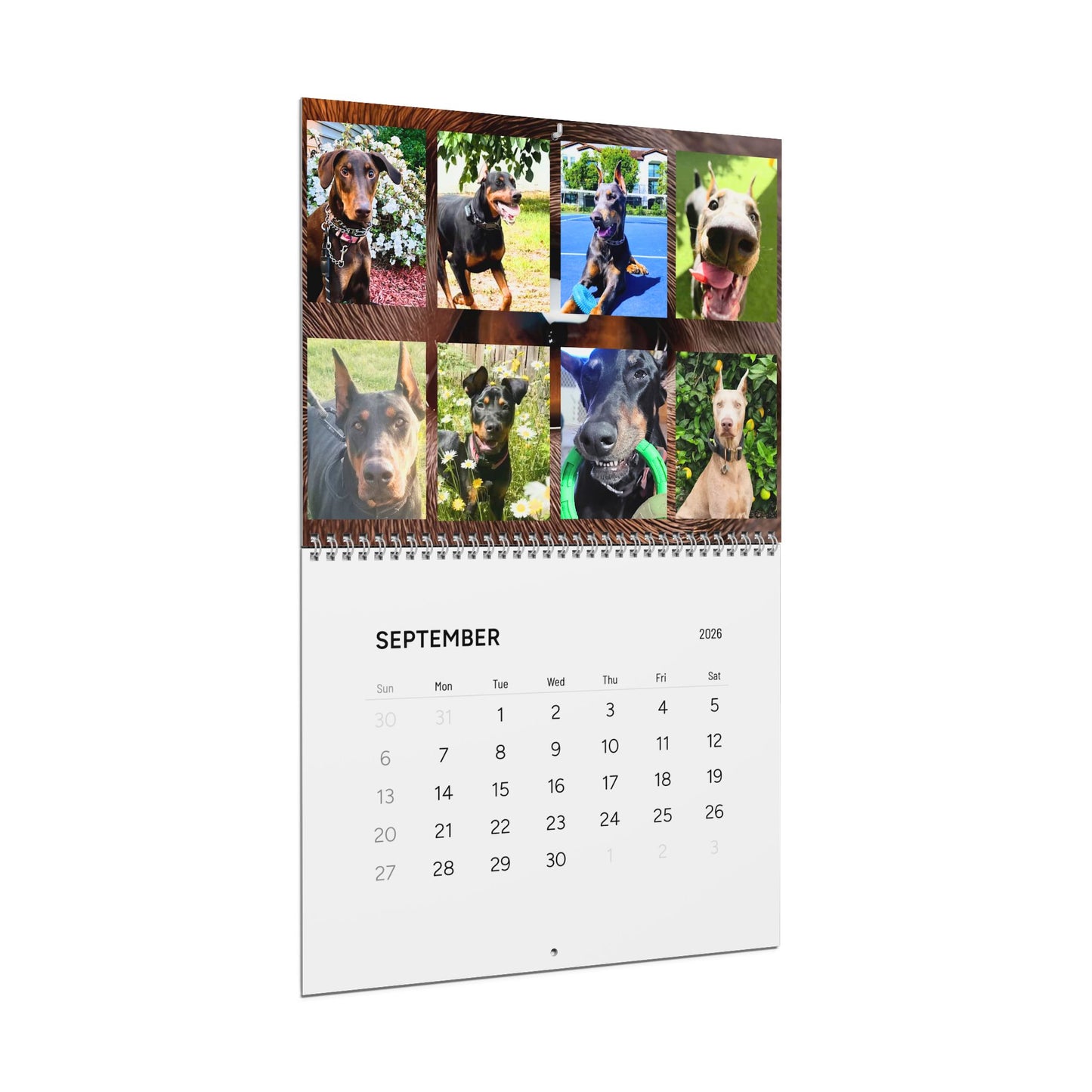 Doberman Edition 7  Wall Calendar 2026