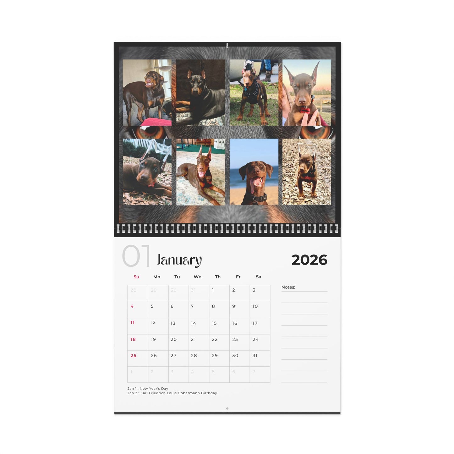 Edition 32 2026 Doberman Calendars