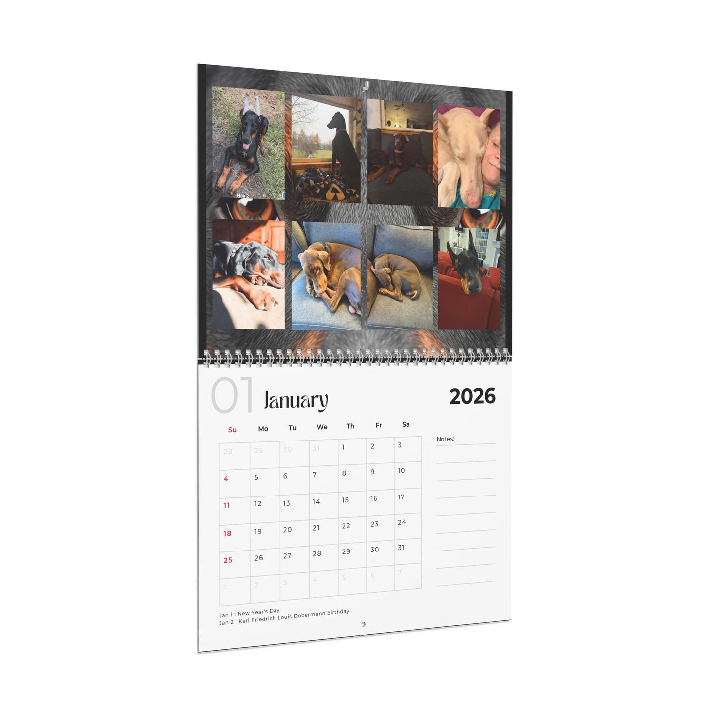 Edition 31 2026 Doberman Calendars