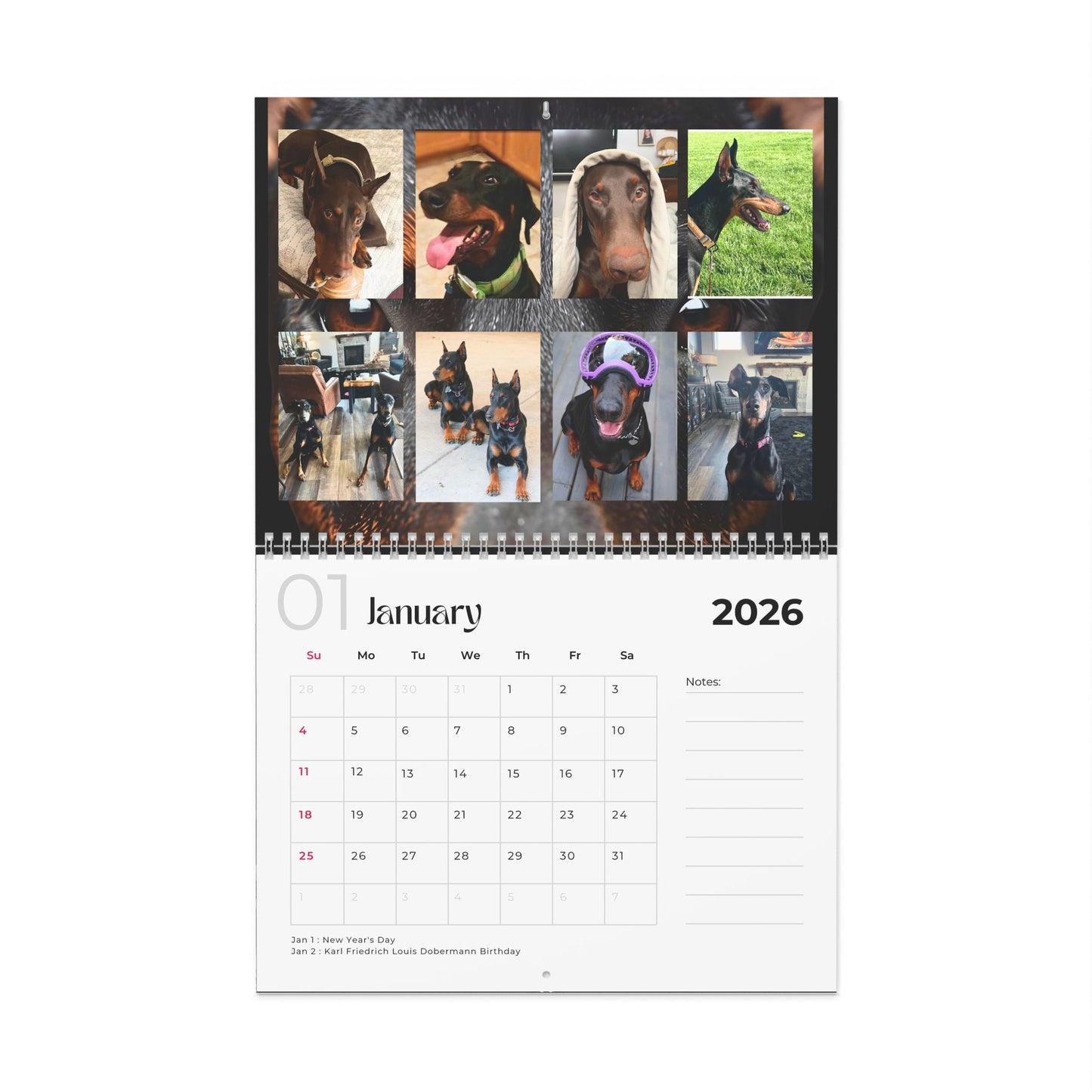 Edition 13 2026 Doberman Calendars