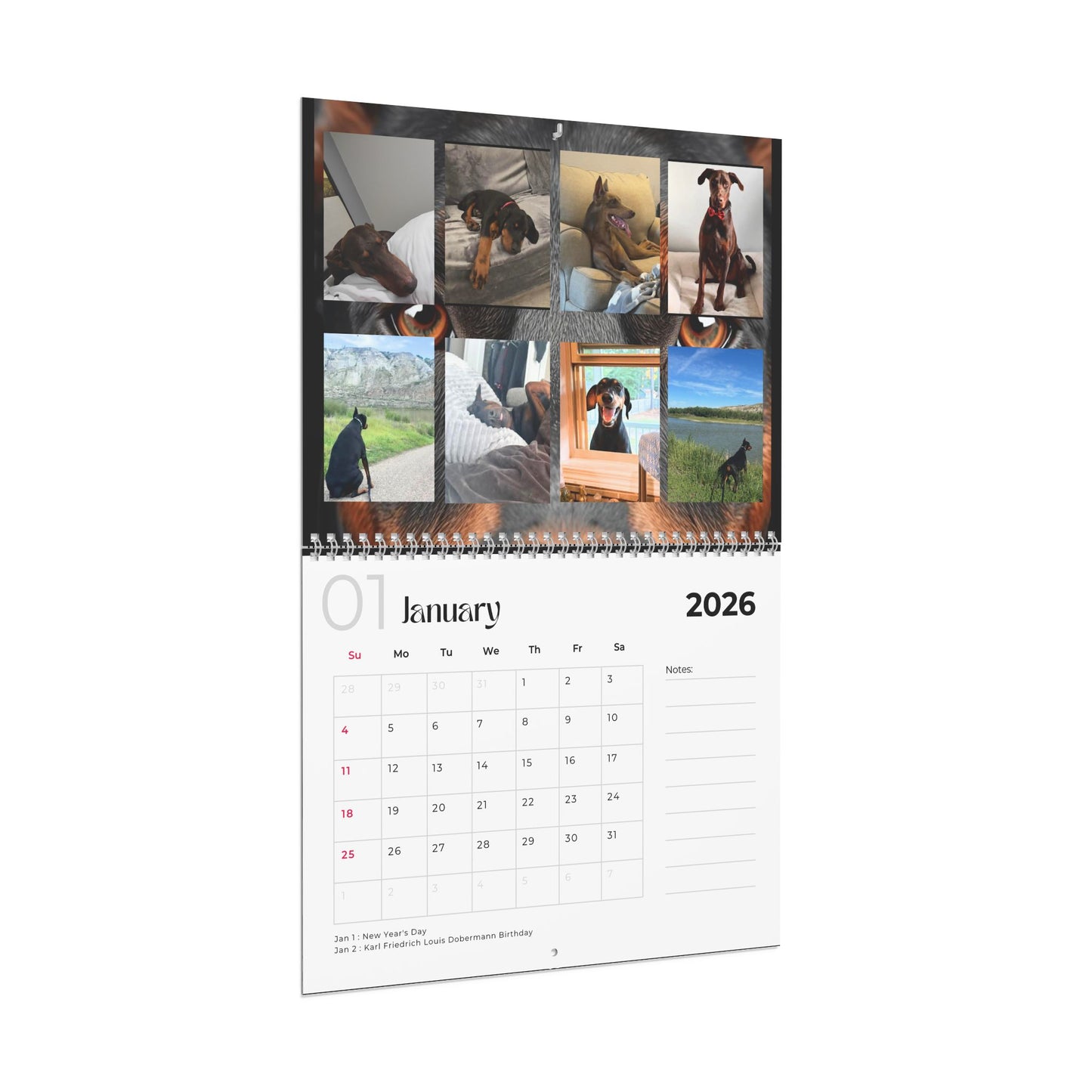 Edition 27 2026 Doberman Calendars