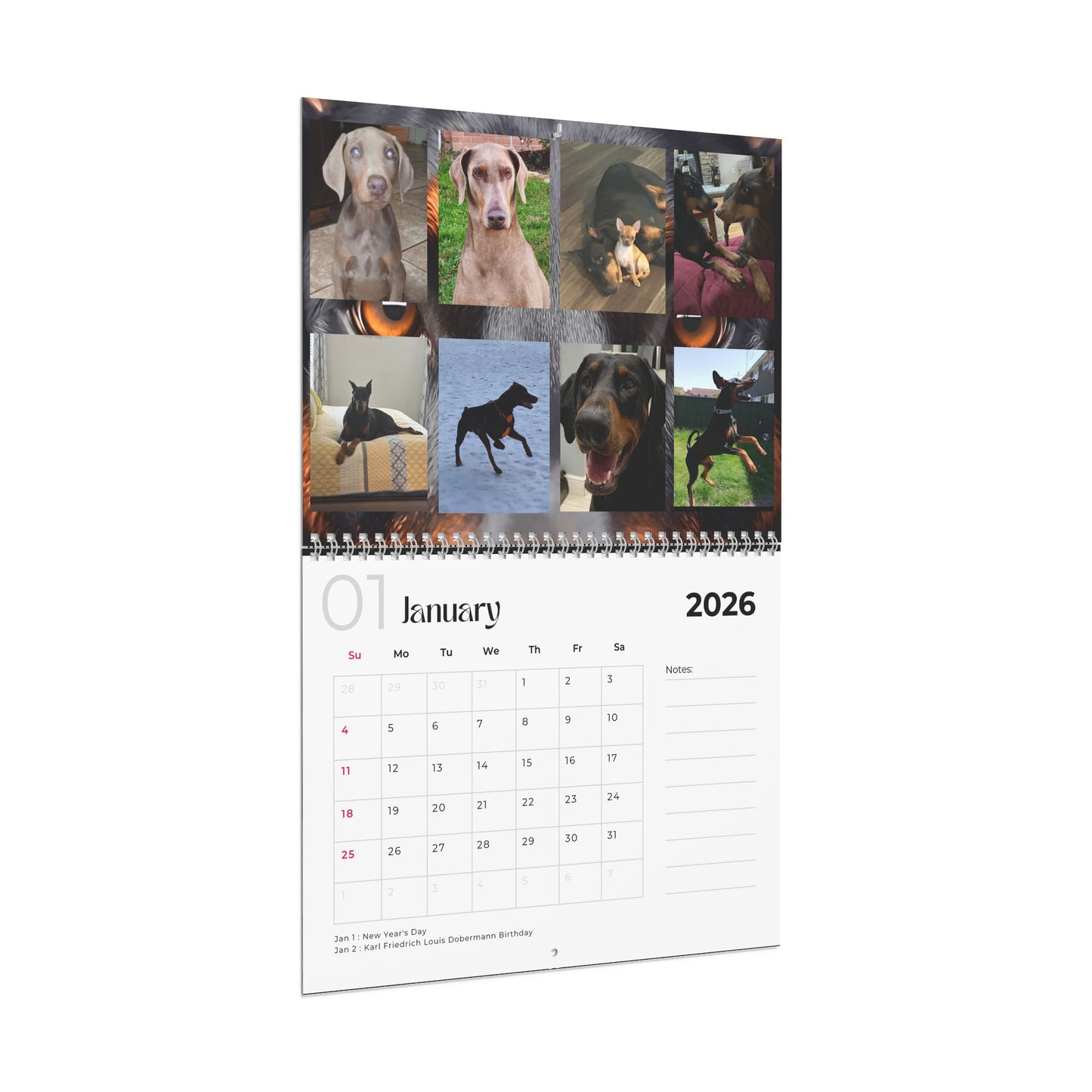 Edition 18 2026 Doberman Calendars