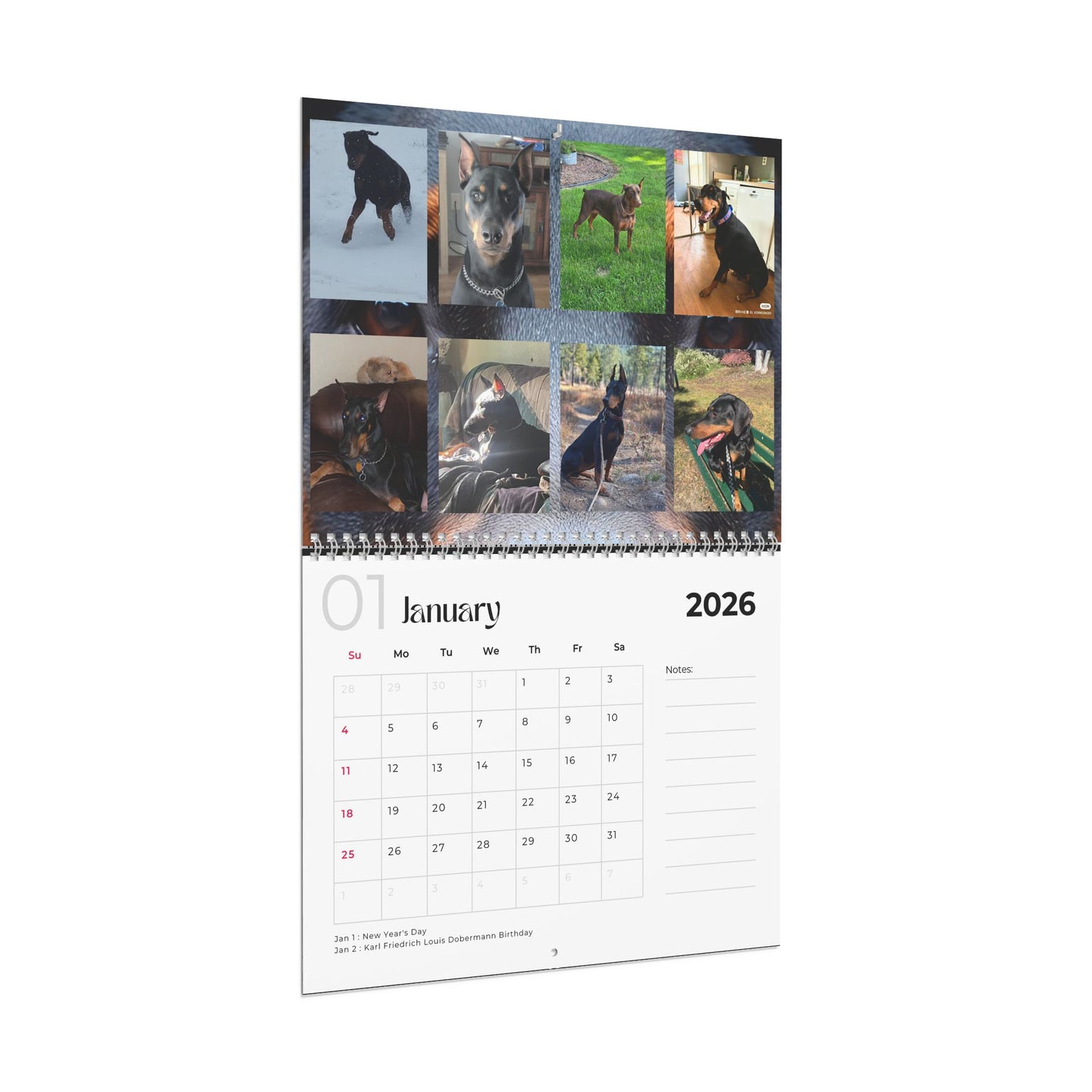 Edition 21 2026 Doberman Calendars