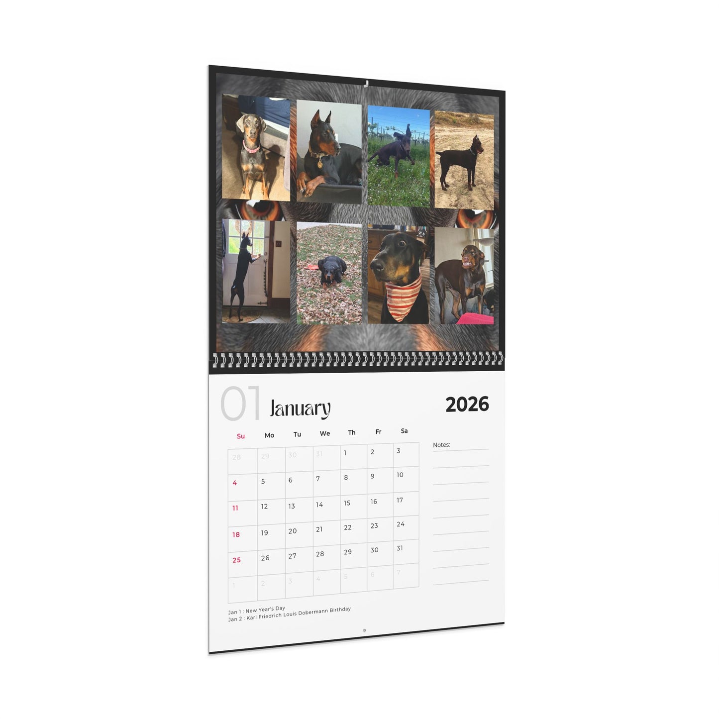 Edition 30 2026 Doberman Calendars