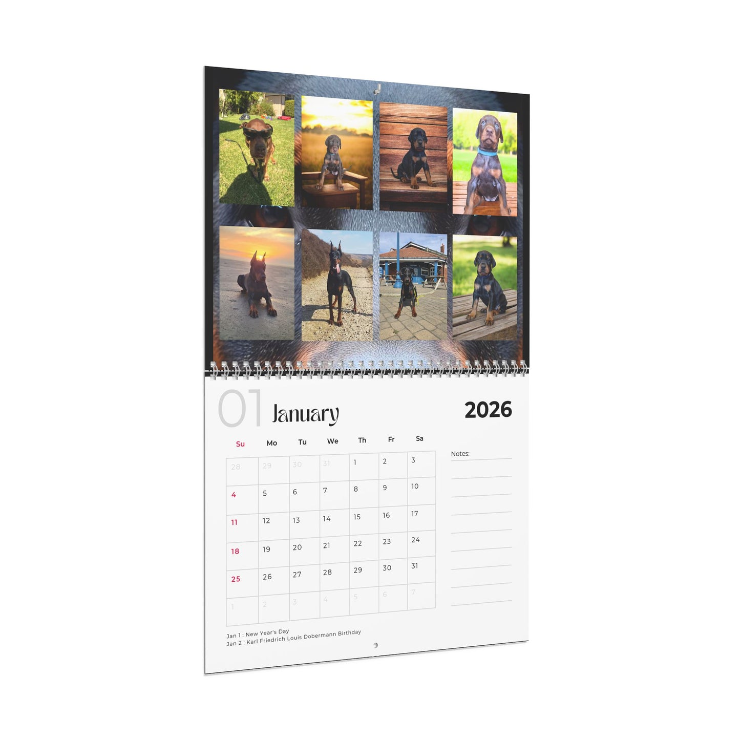 Edition 20 2026 Doberman Calendars