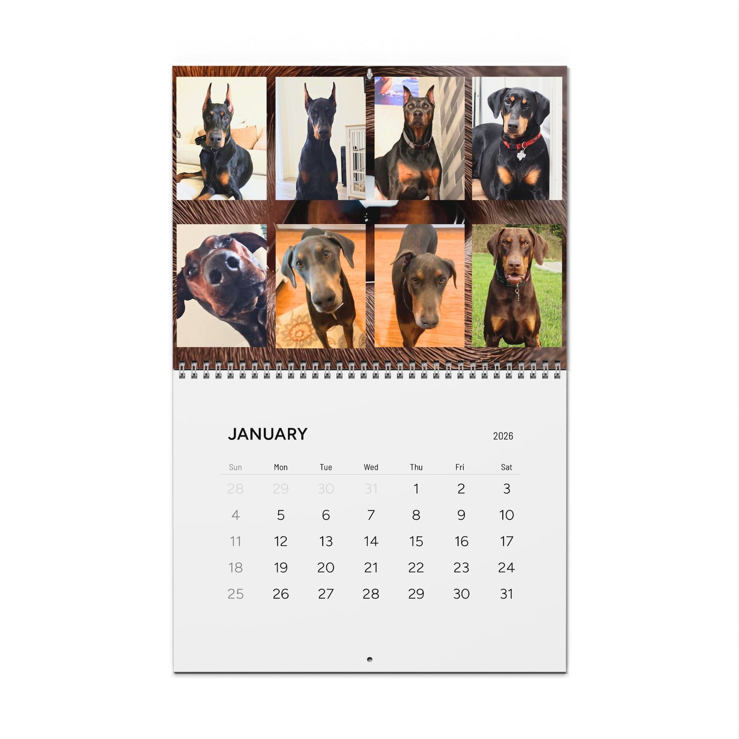 Doberman Edition 7  Wall Calendar 2026