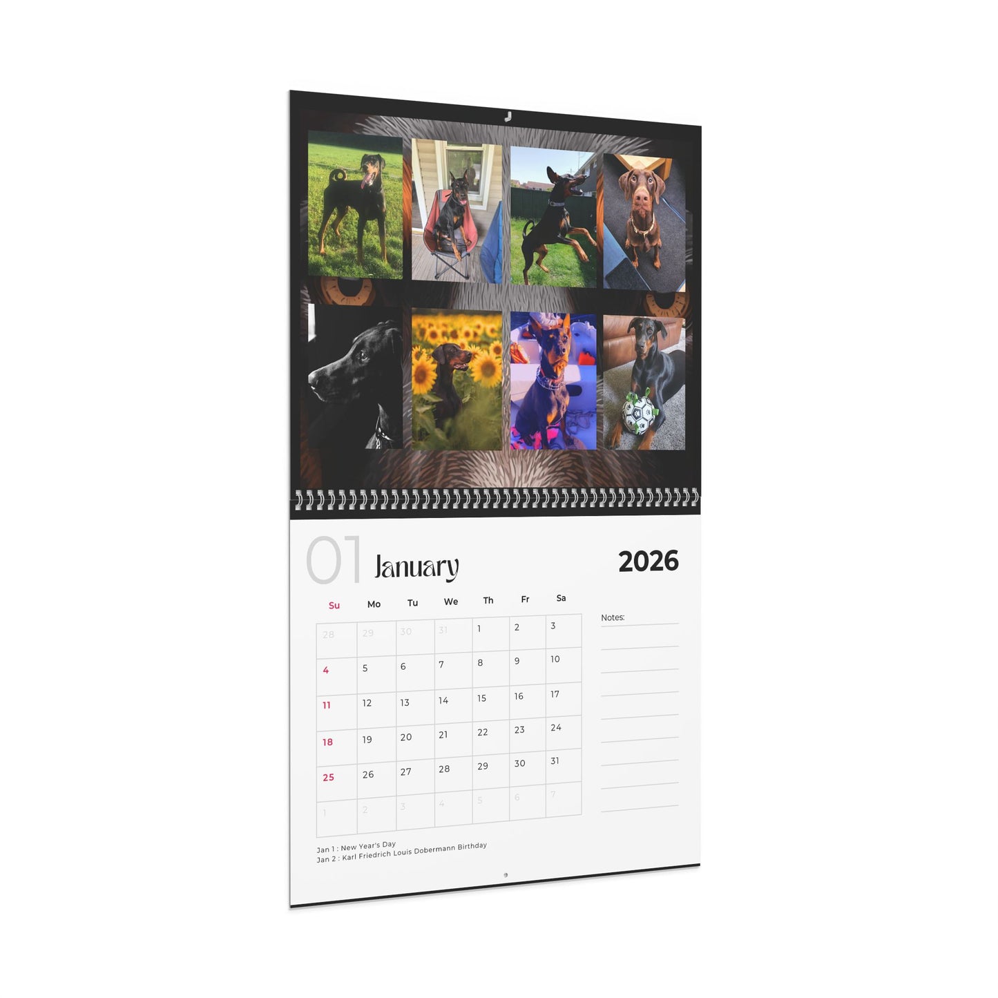 Edition 33 2026 Doberman Calendars