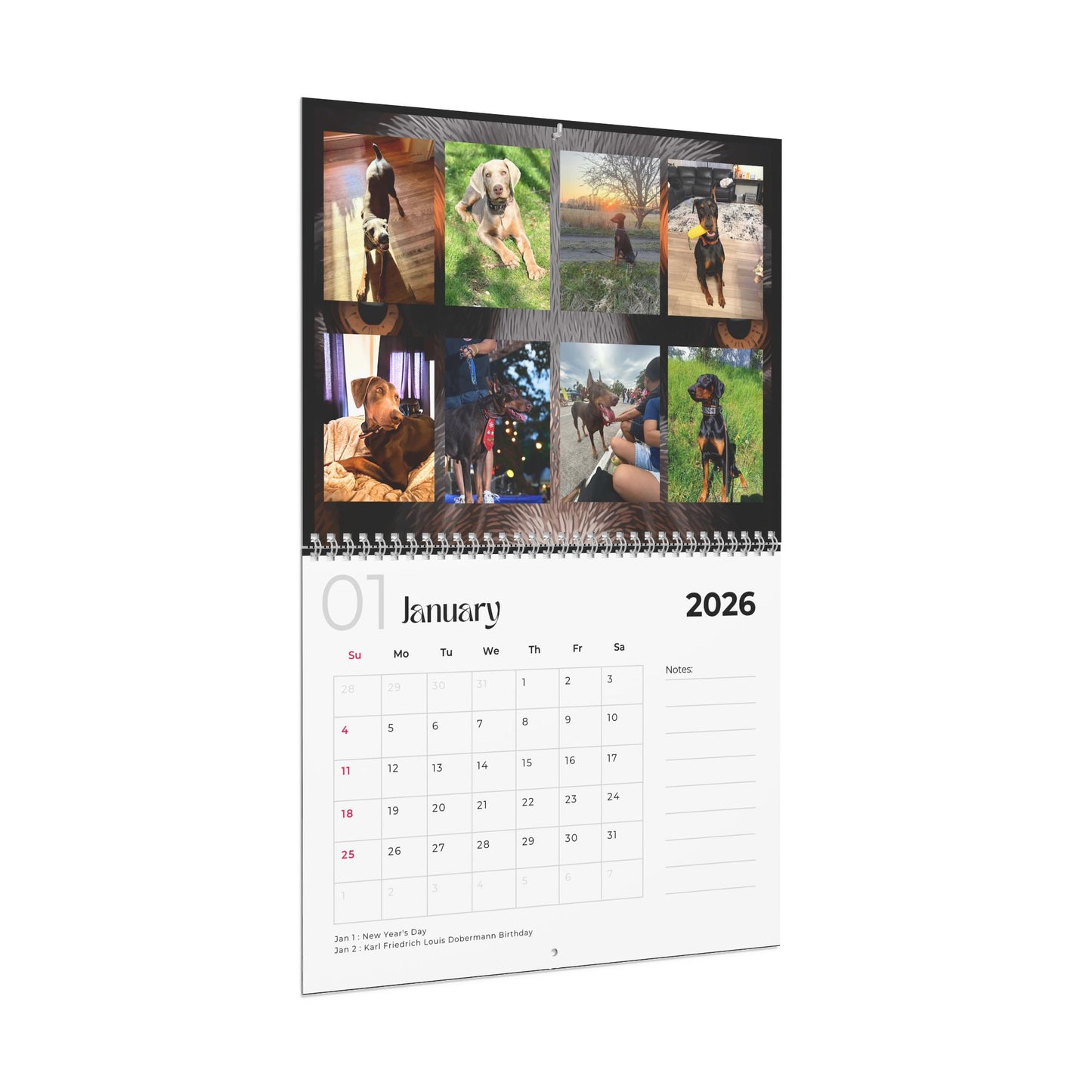 Edition 34 2026 Doberman Calendars