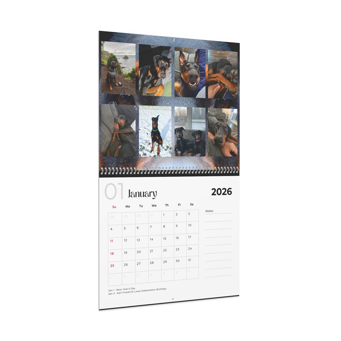 Edition 24 2026 Doberman Calendars
