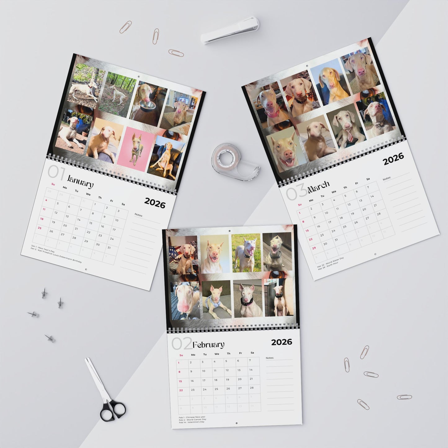 Edition 25 2026 Doberman Calendars