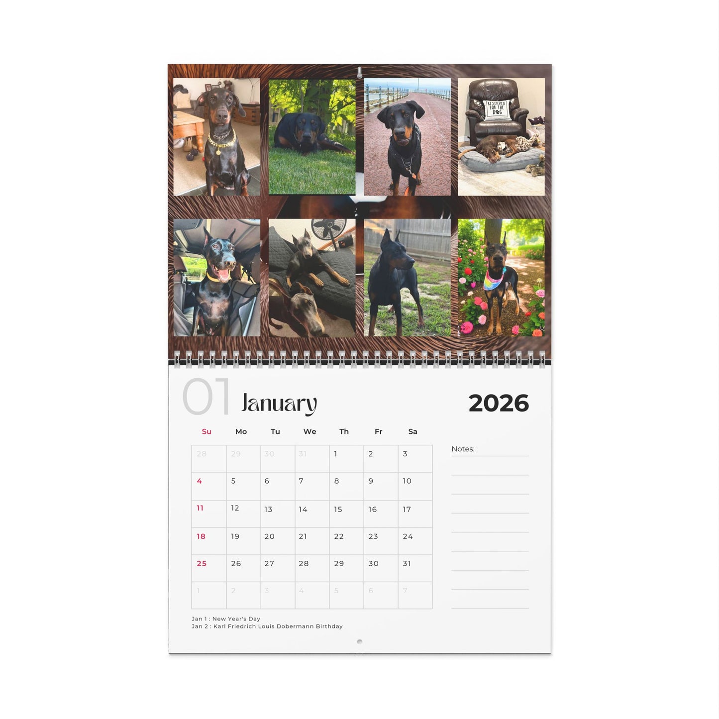 Edition 9 2026 Doberman Calendars