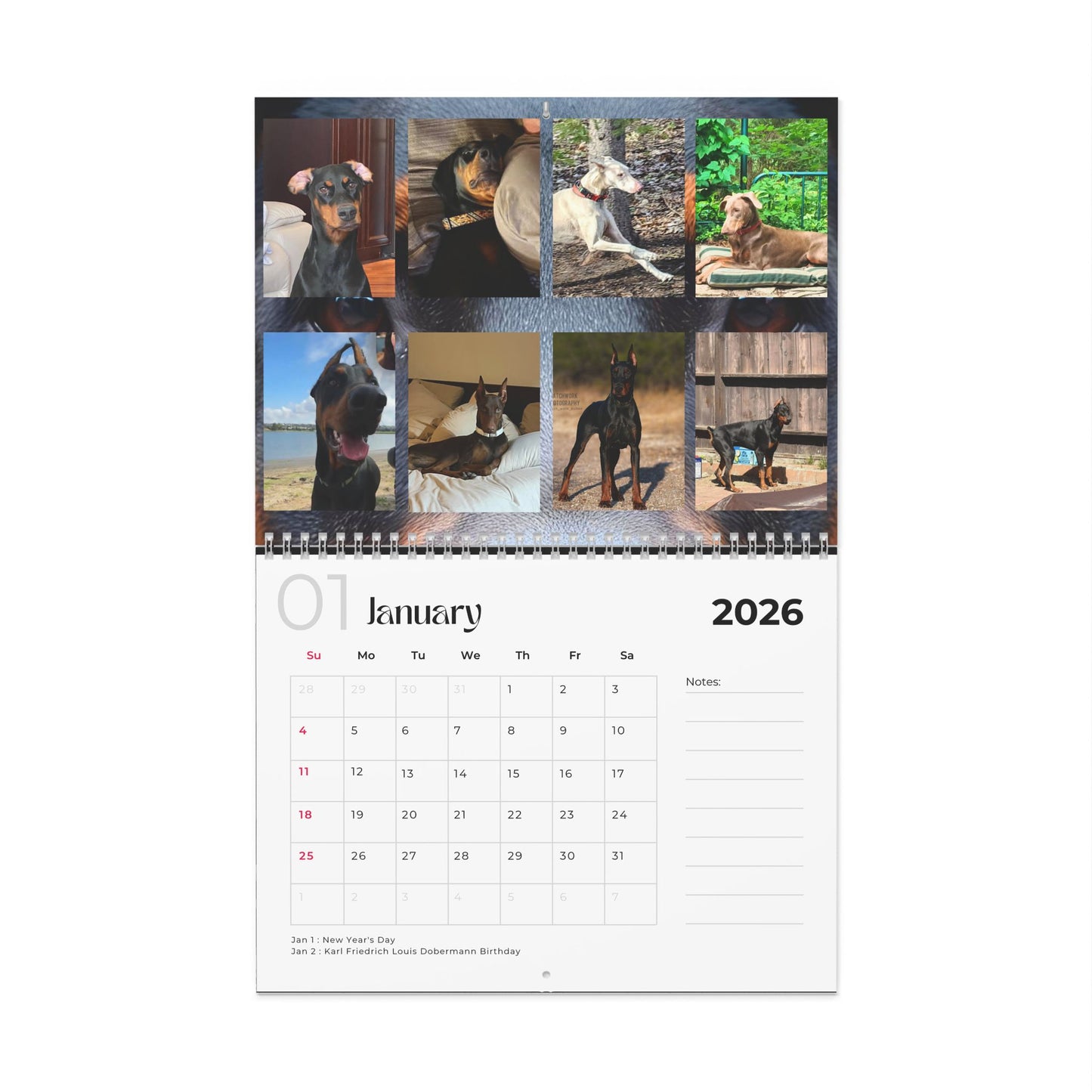 Edition 23 2026 Doberman Calendars