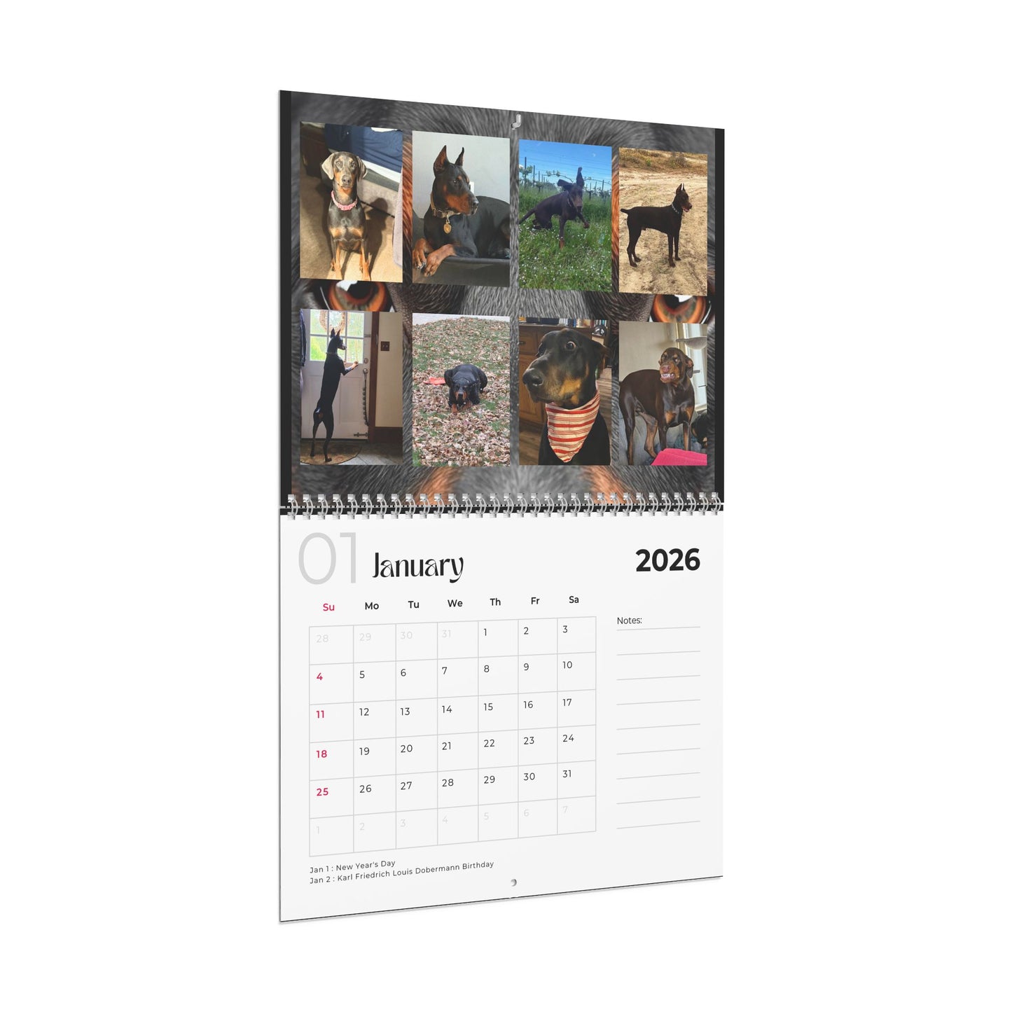 Edition 30 2026 Doberman Calendars