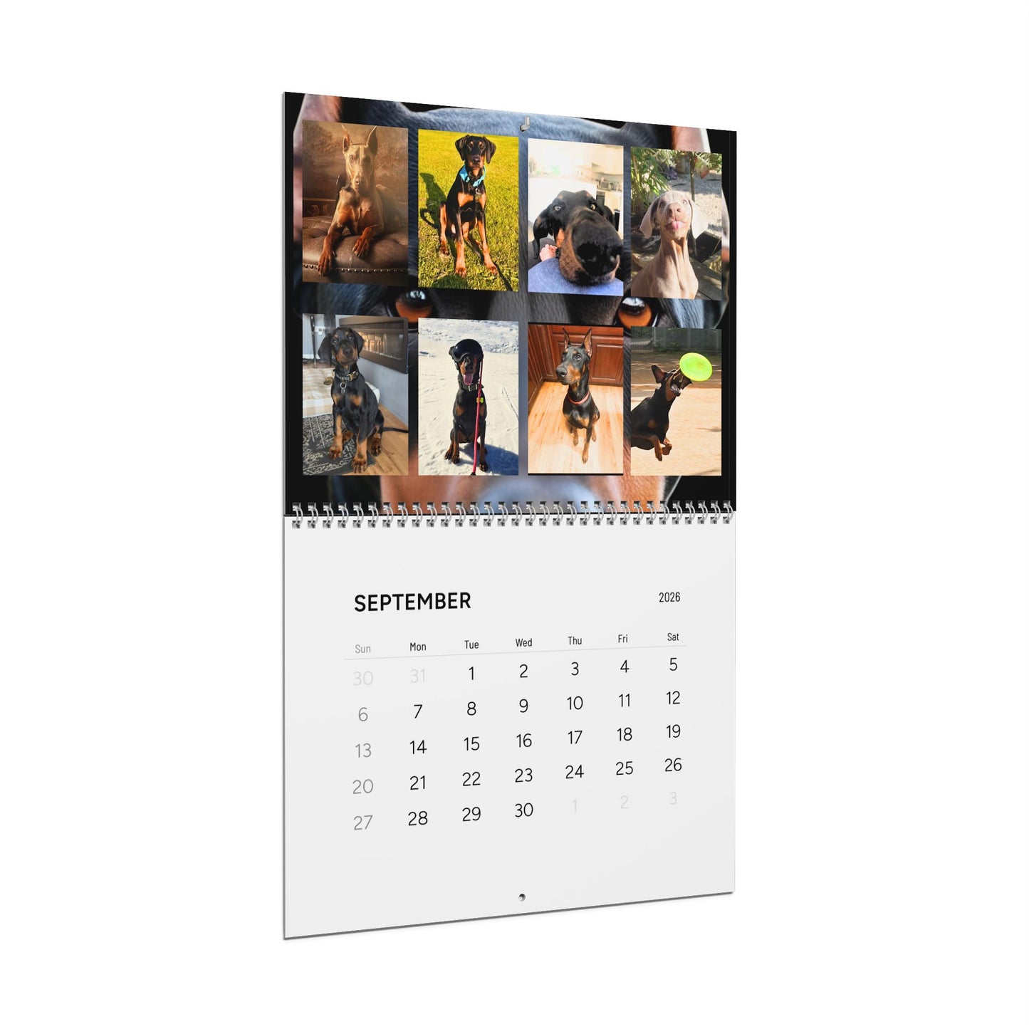 Doberman Edition 1 (International Shipping)Wall Calendar 2026