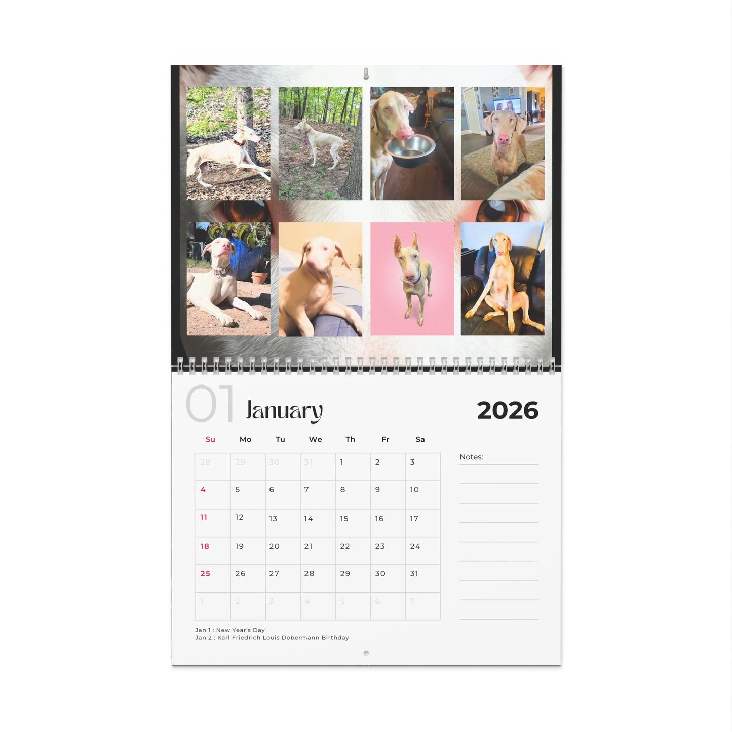 Edition 25 2026 Doberman Calendars