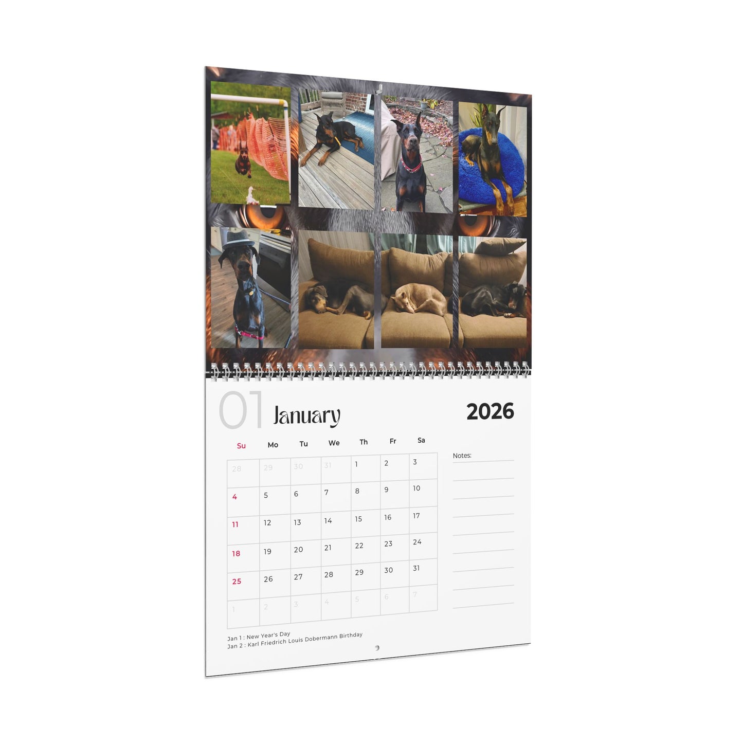 Edition 19 2026 Doberman Calendars