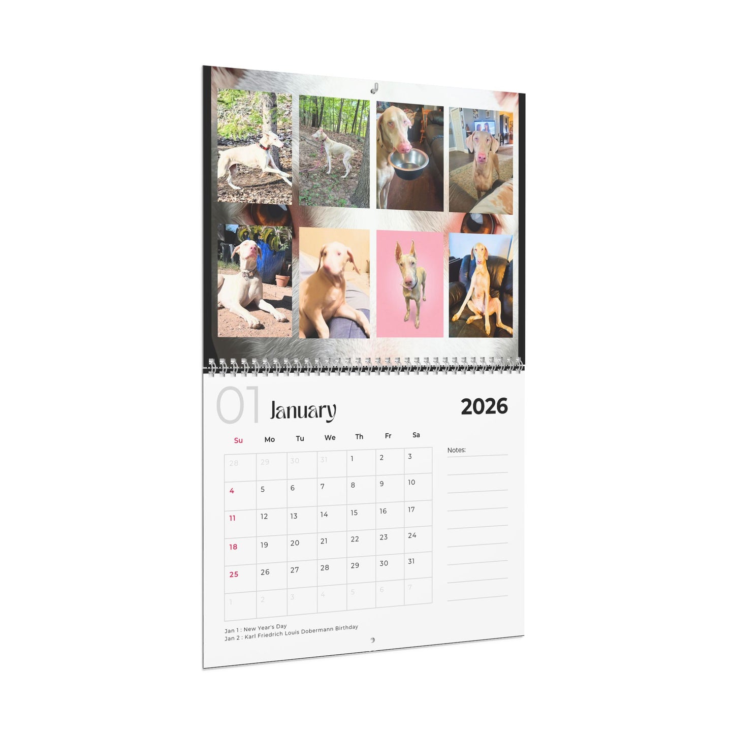 Edition 25 2026 Doberman Calendars